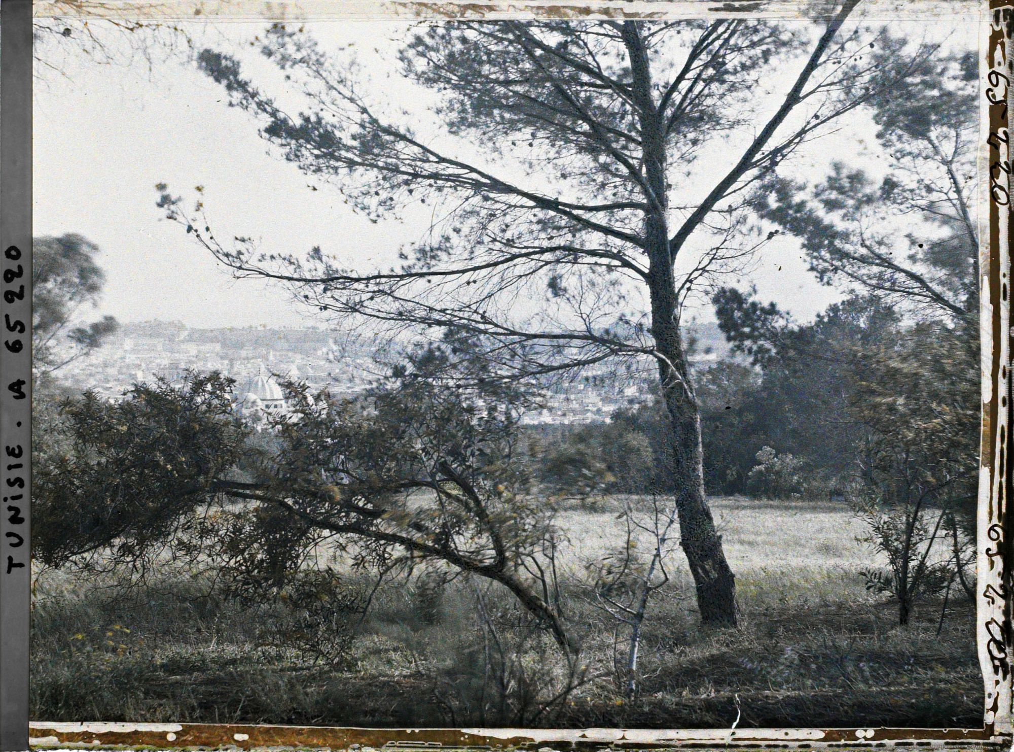 Image représentant Vue de Tunis, prise à travers les arbres du parc du Belvédère