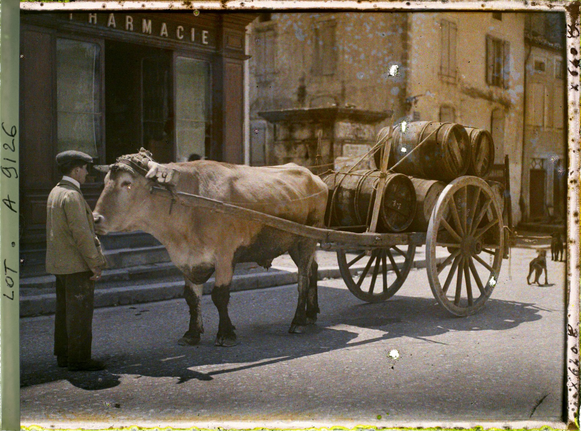 Image représentant France, Luzech, Un b?uf attelé et charrette portant le vin de Cahors