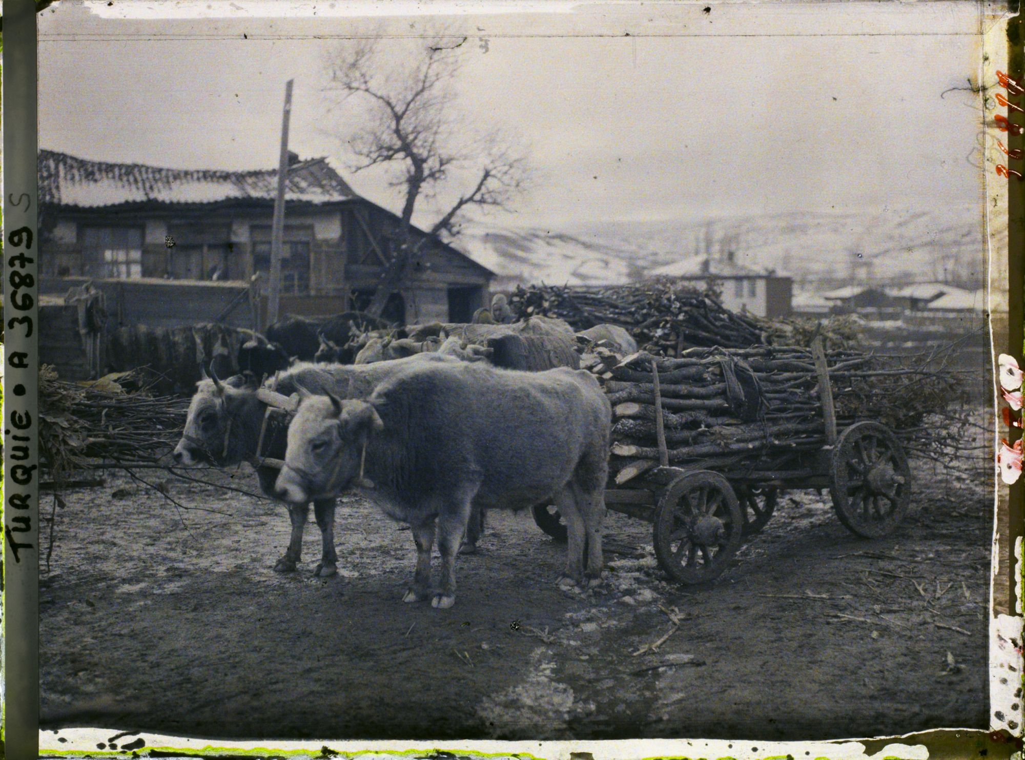 Image représentant Attelages du pays de Bozüyük