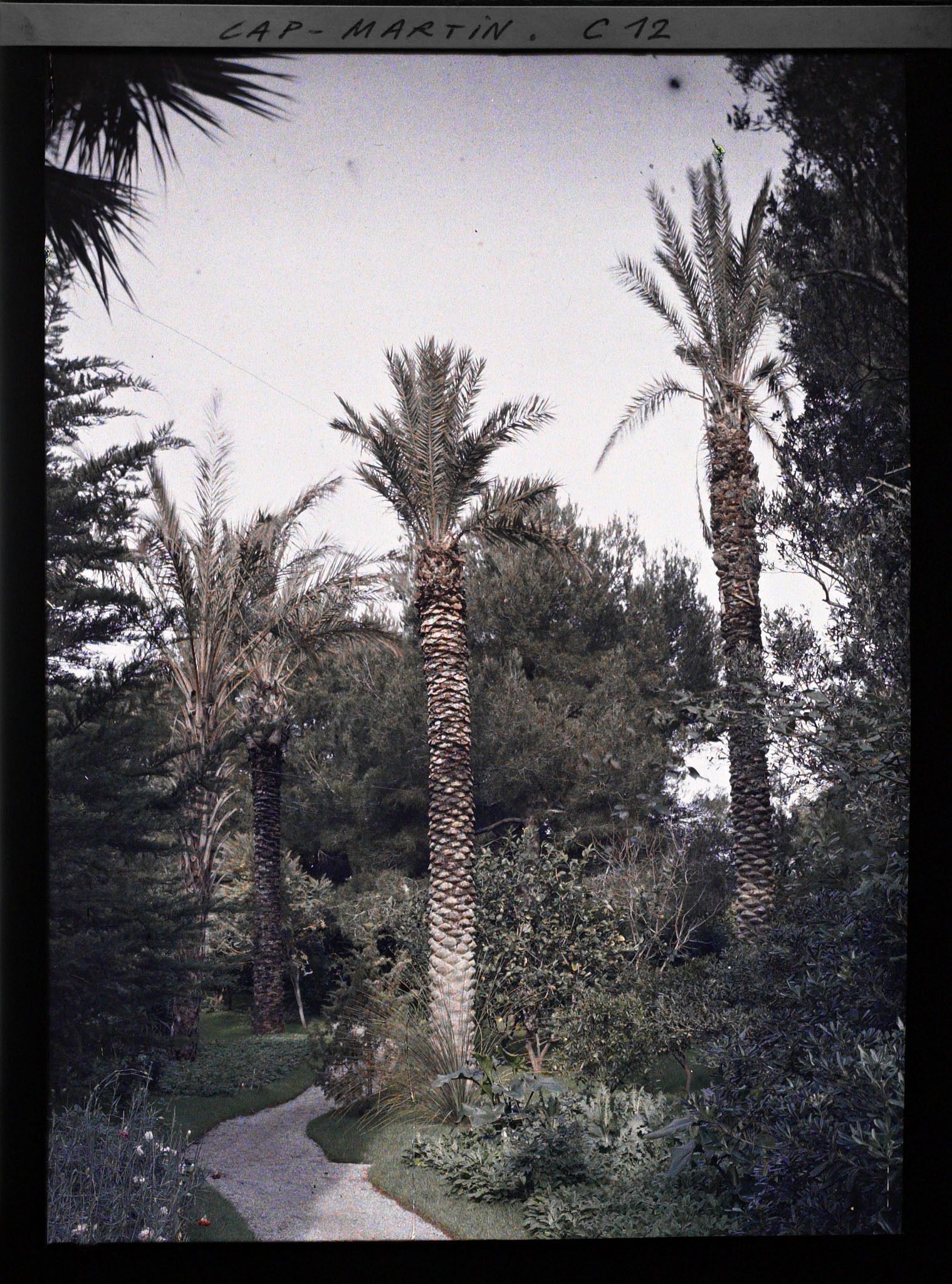 Image représentant Allée du jardin bordée de divers massifs et de palmiers