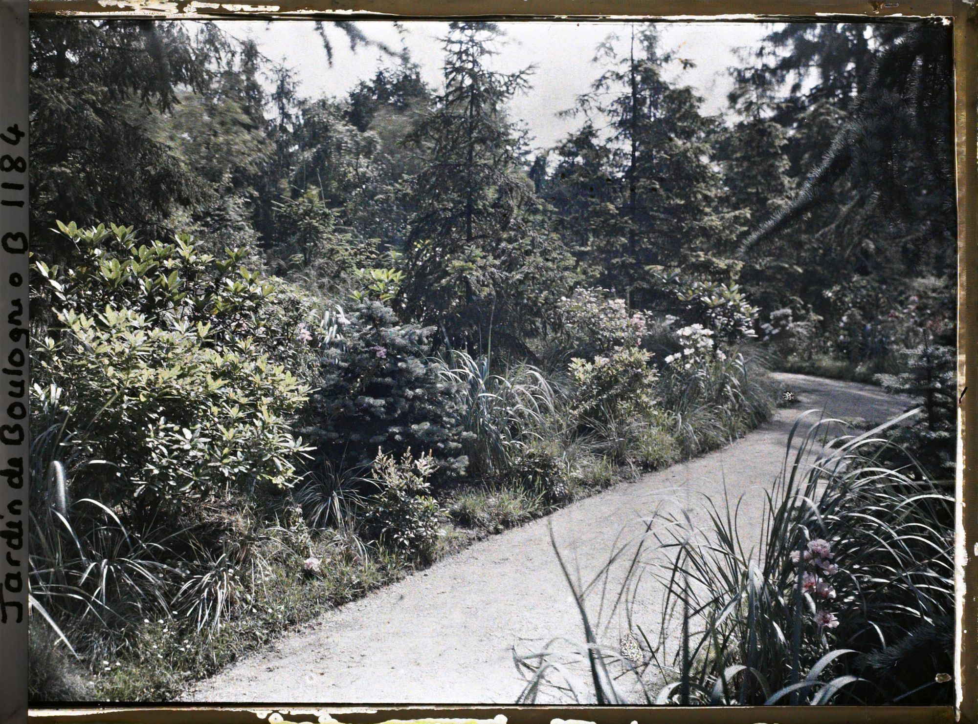 Image représentant La forêt dorée et la forêt bleue