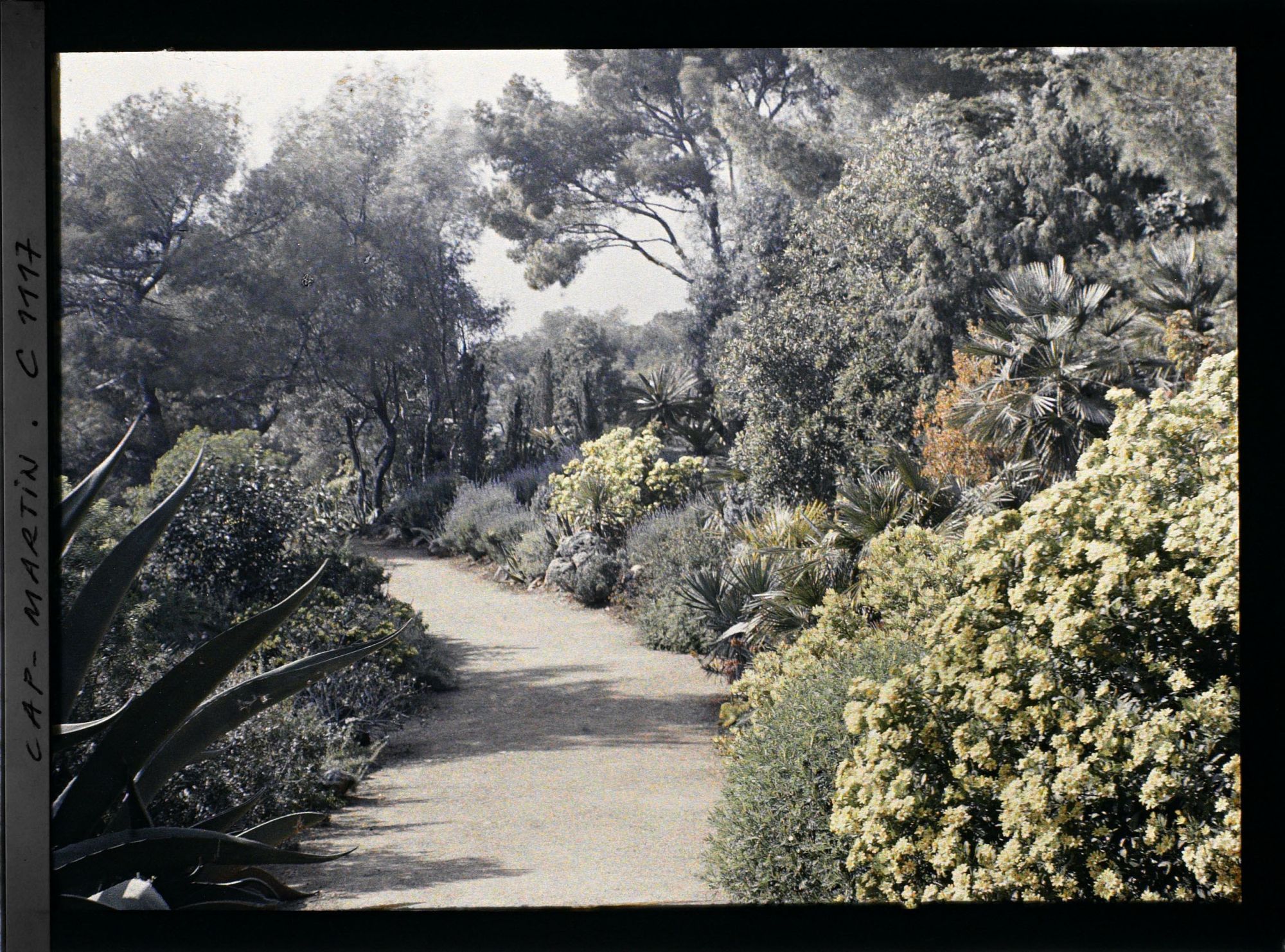 Image représentant le Jardin