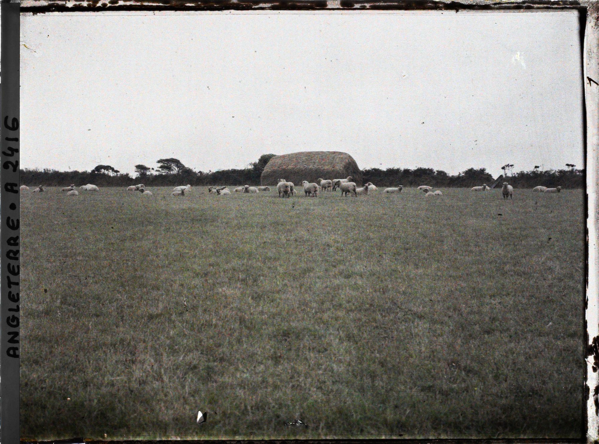 Image représentant Troupeau de moutons