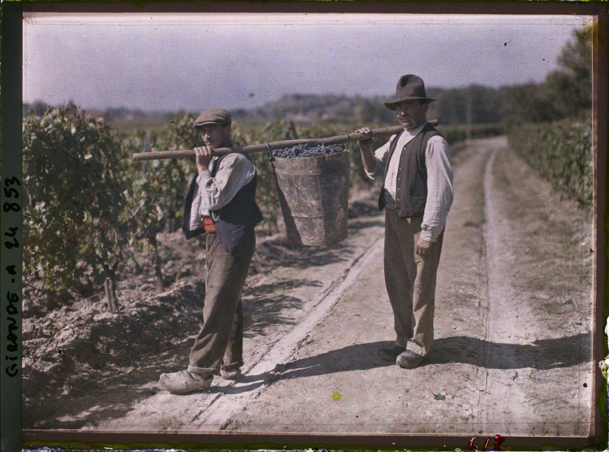 Image représentant Deux hommes portant une baste emplie de grappes de raisins, dans les vignes