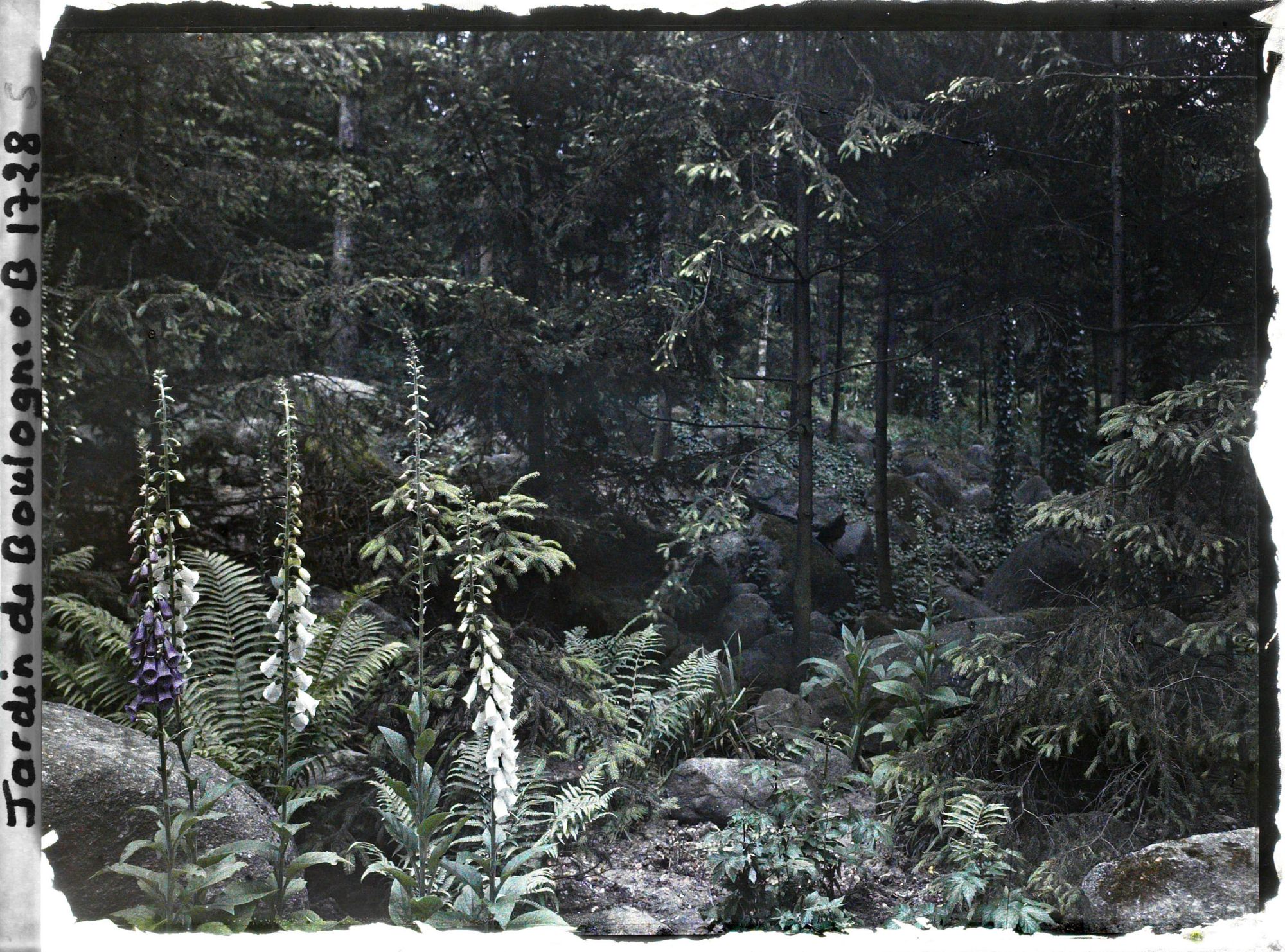 Image représentant La forêt vosgienne