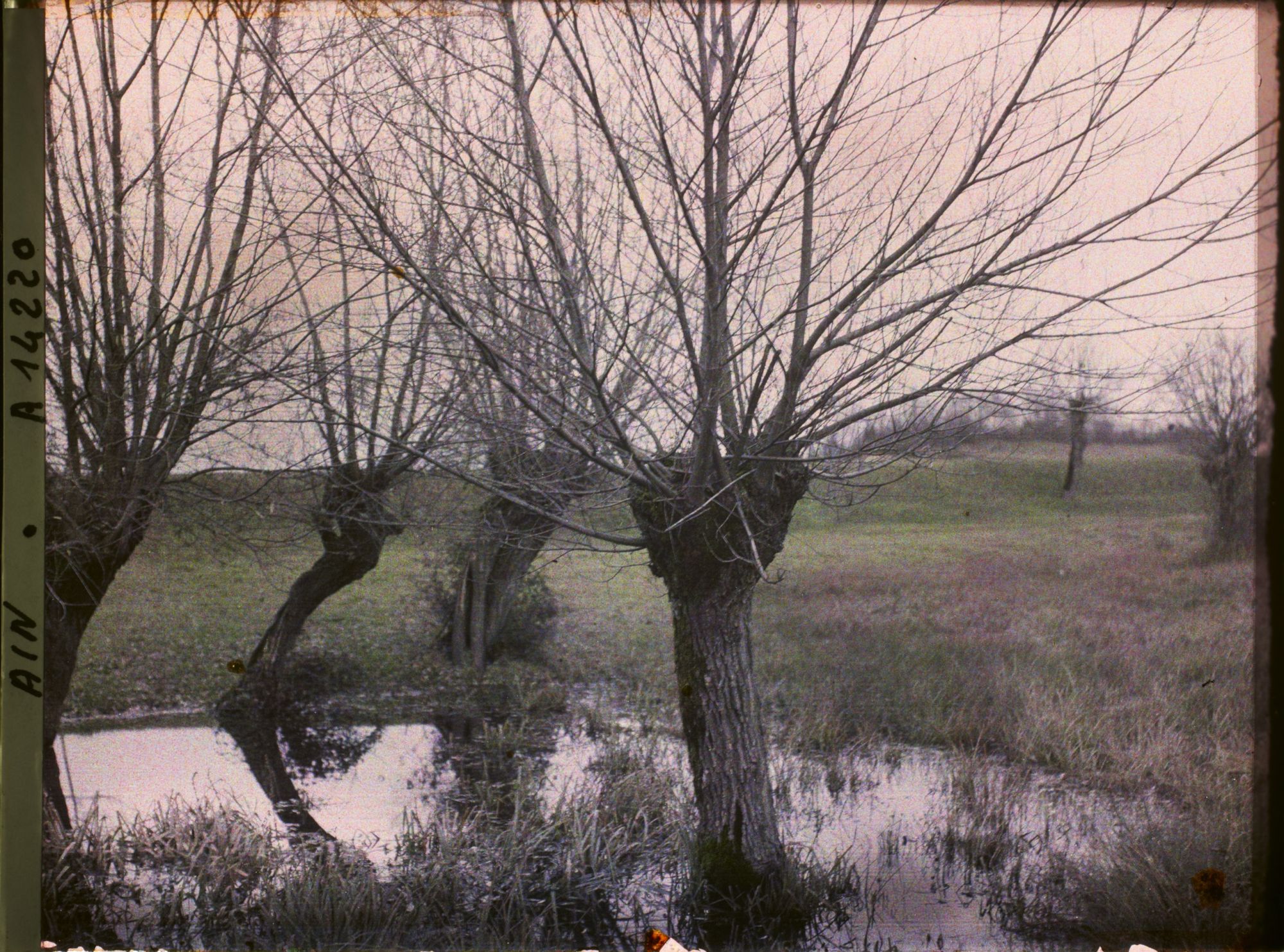 Image représentant Saules, le soir dans l'Ain
