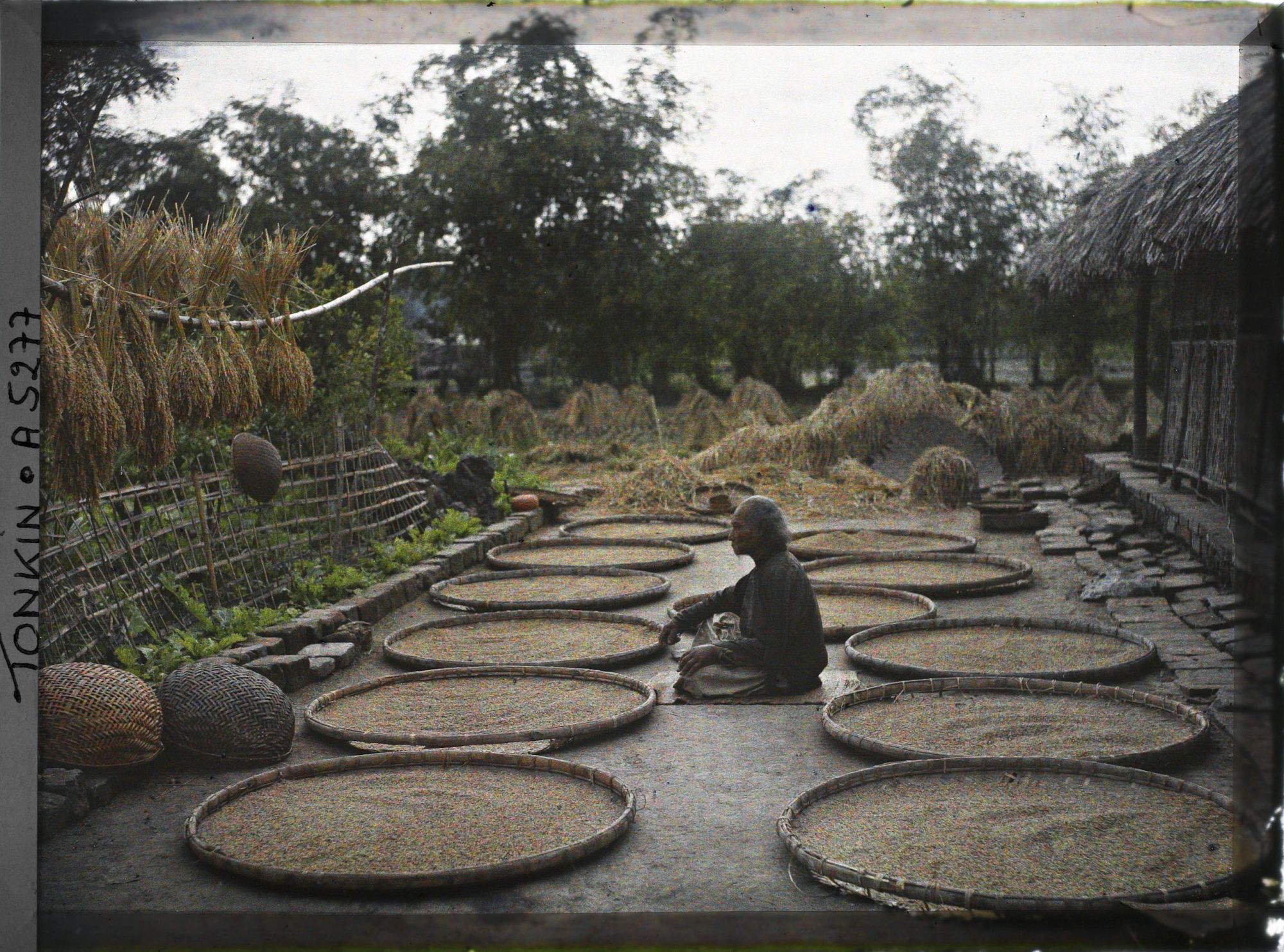 Image représentant Le séchage du riz dans une cour de ferme après la moisson