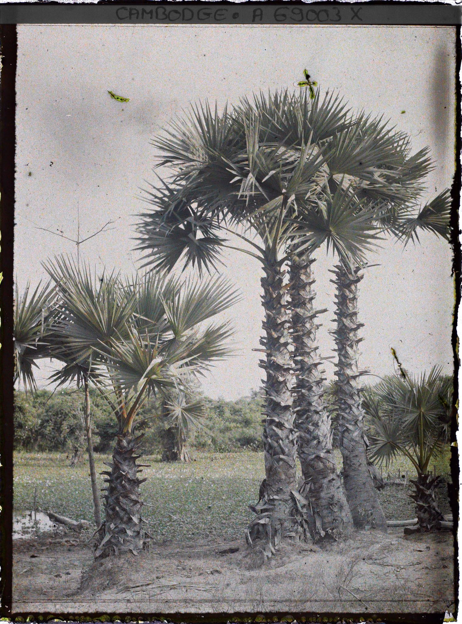 Image représentant Des borasses-éventails ou palmiers à sucre