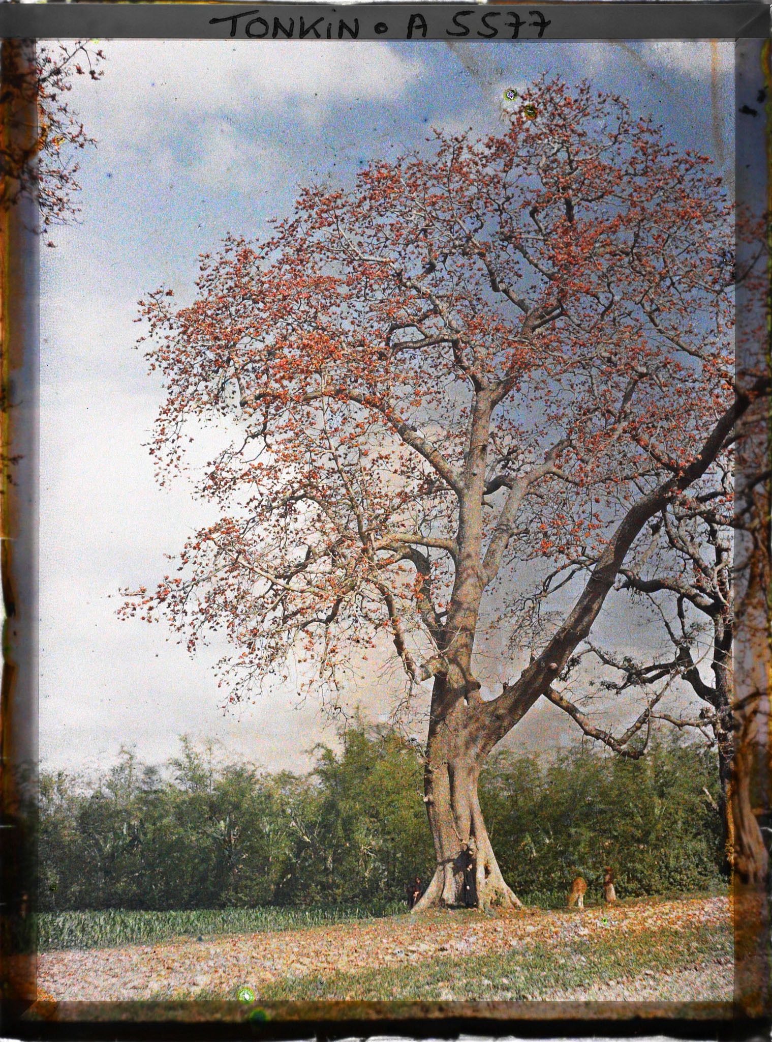 Image représentant Deux kapokiers (aussi appelés fromagers ou faux-cotonniers) en fleurs, au bord d'une route
