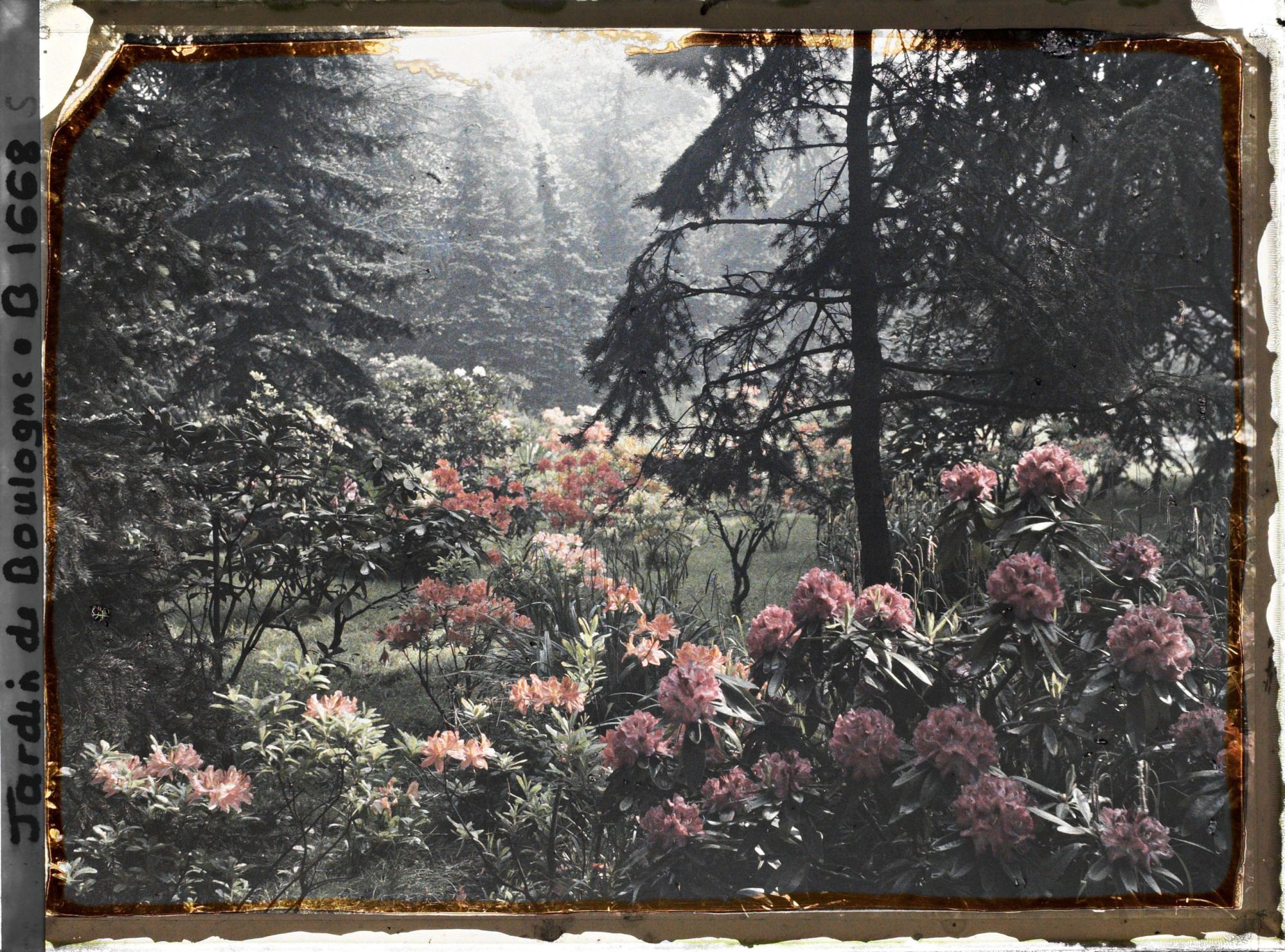 Image représentant Rhodos dans la forêt bleue