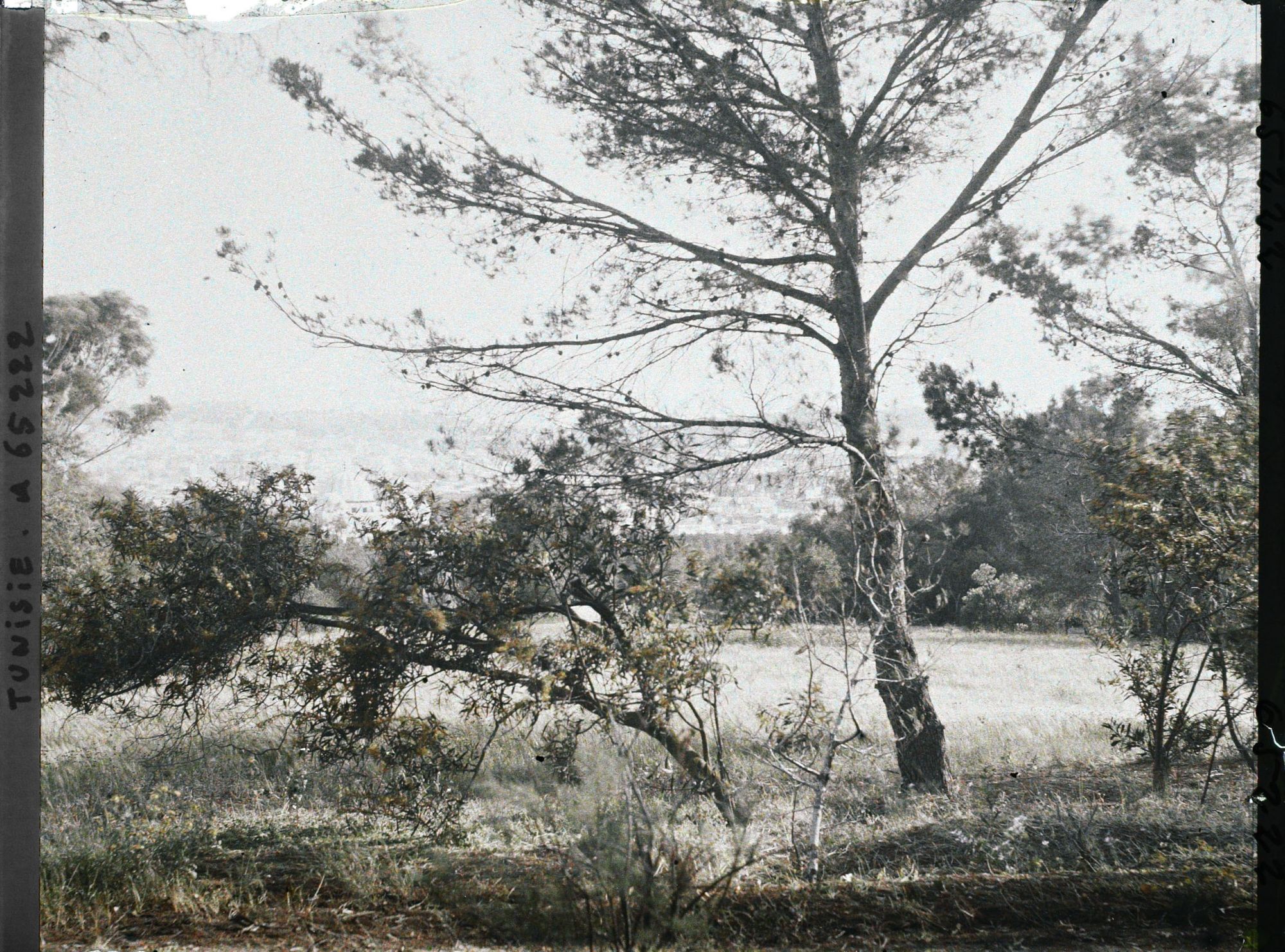 Image représentant Vue de Tunis prise à travers les arbres du Belvédère