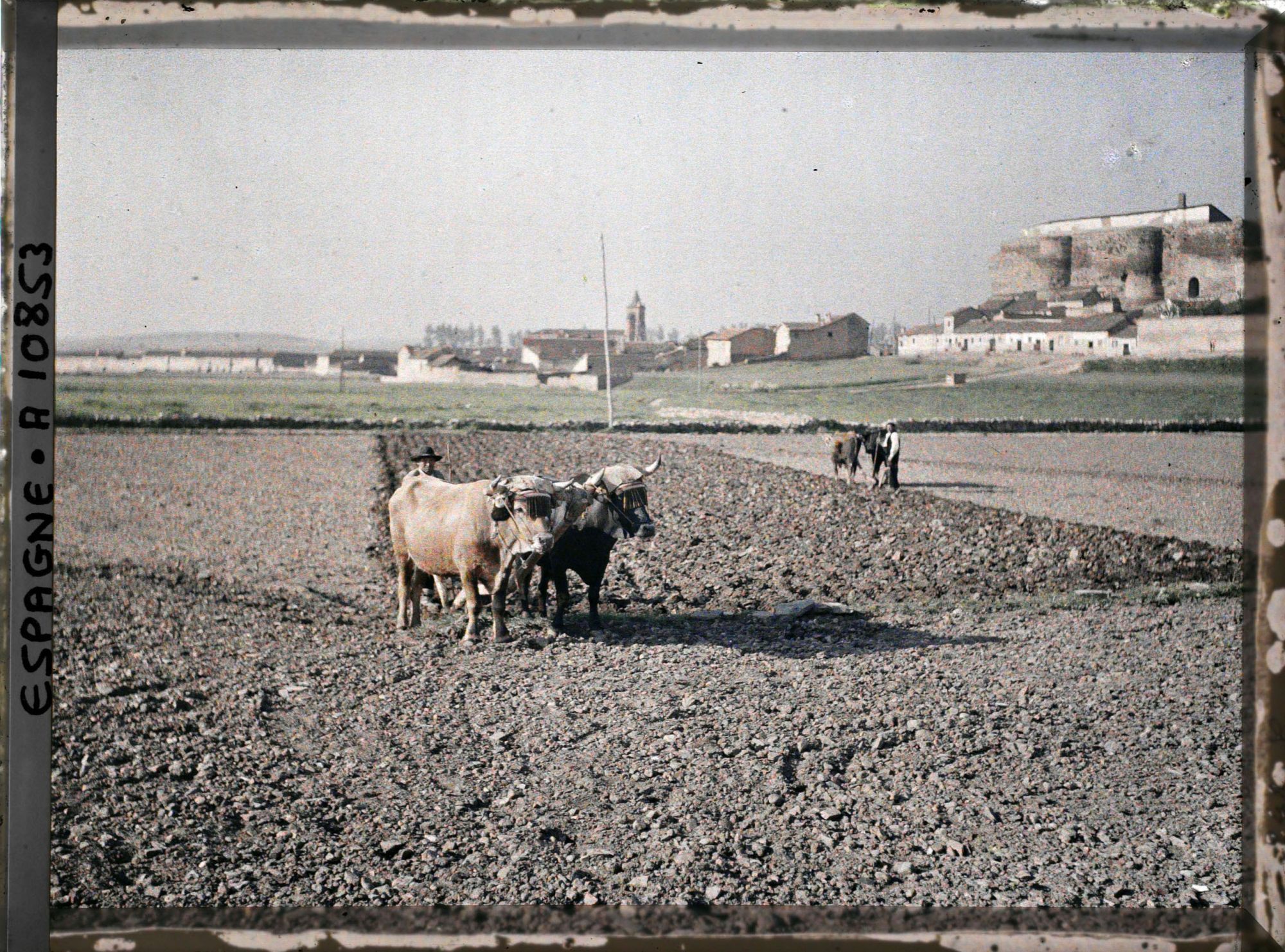 Image représentant Espagne, Astorga, Taureaux au labour