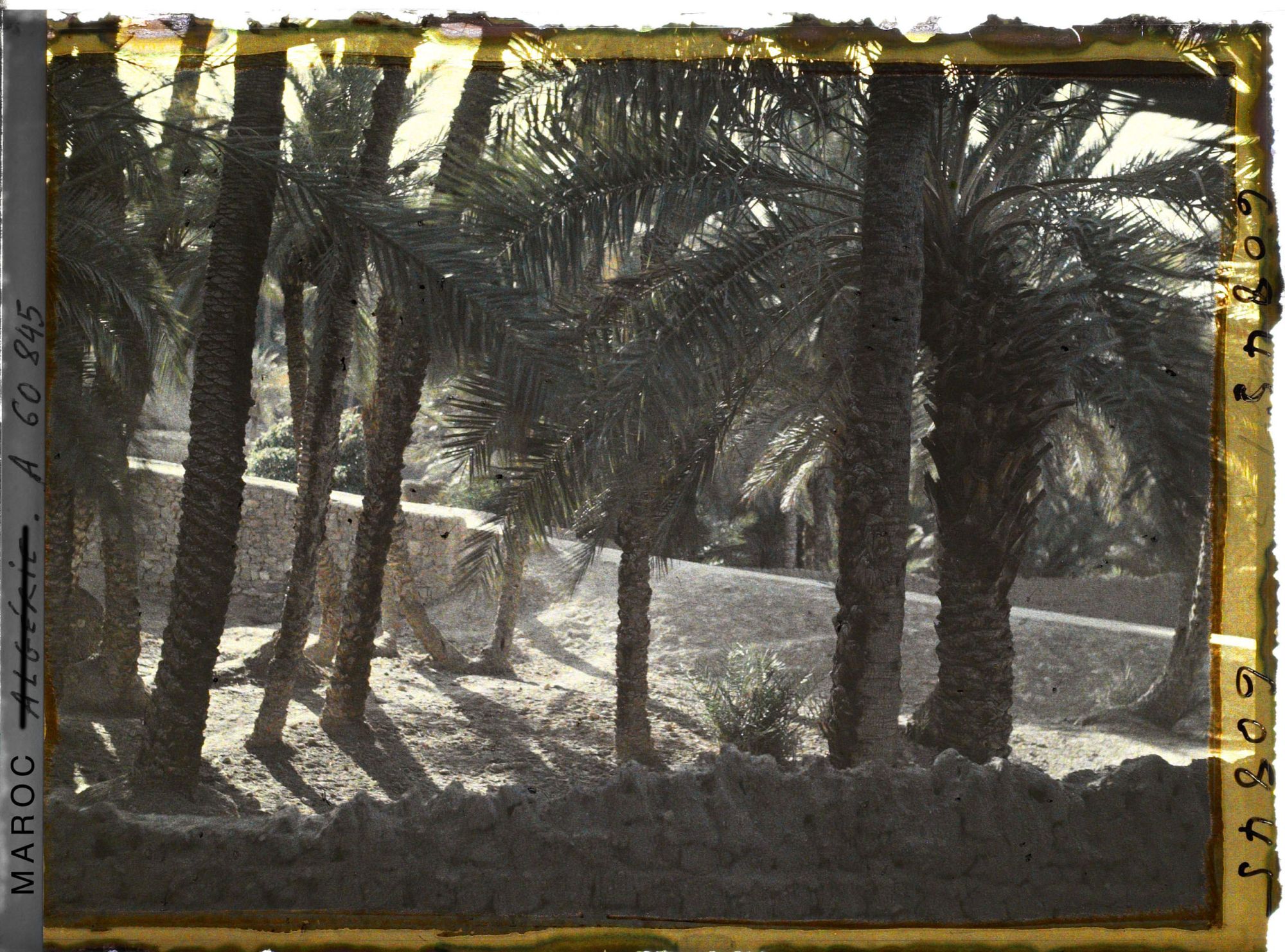 Image représentant Contre-jour dans la palmeraie