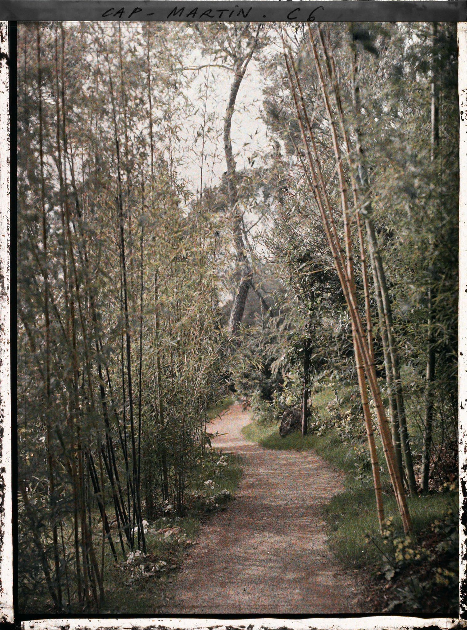 Image représentant Allée du jardin de la Villa Kahn, dite villa Zamir, bordée de bambous