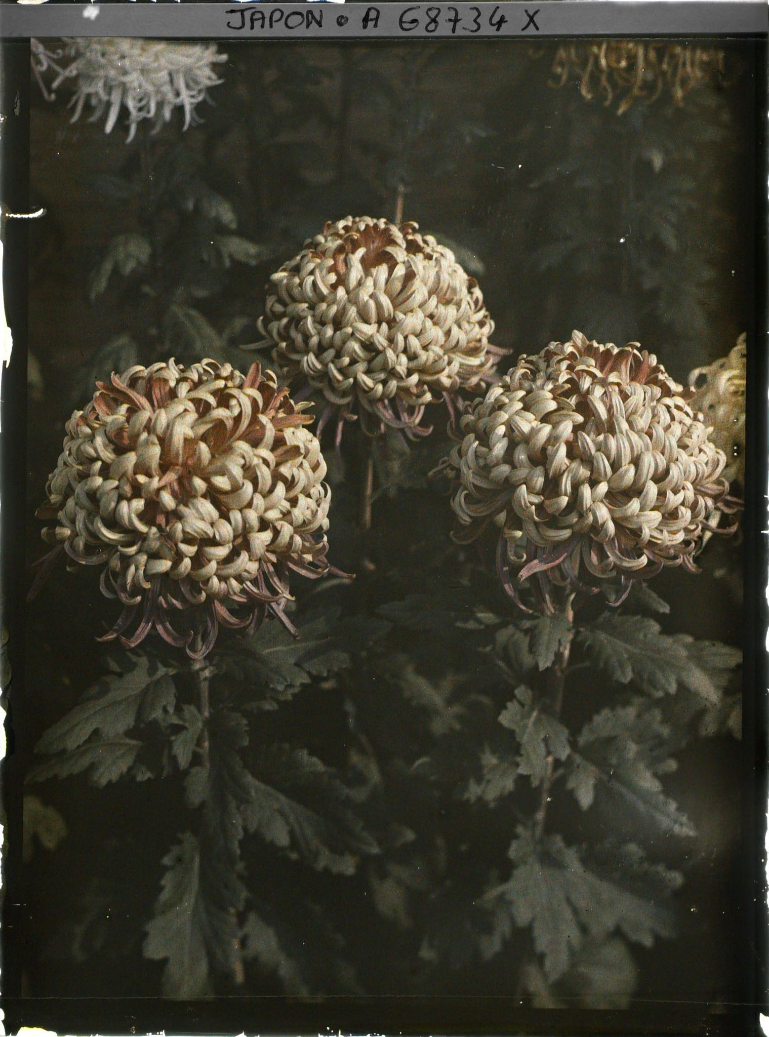 Image représentant exposition de chrysanthèmes