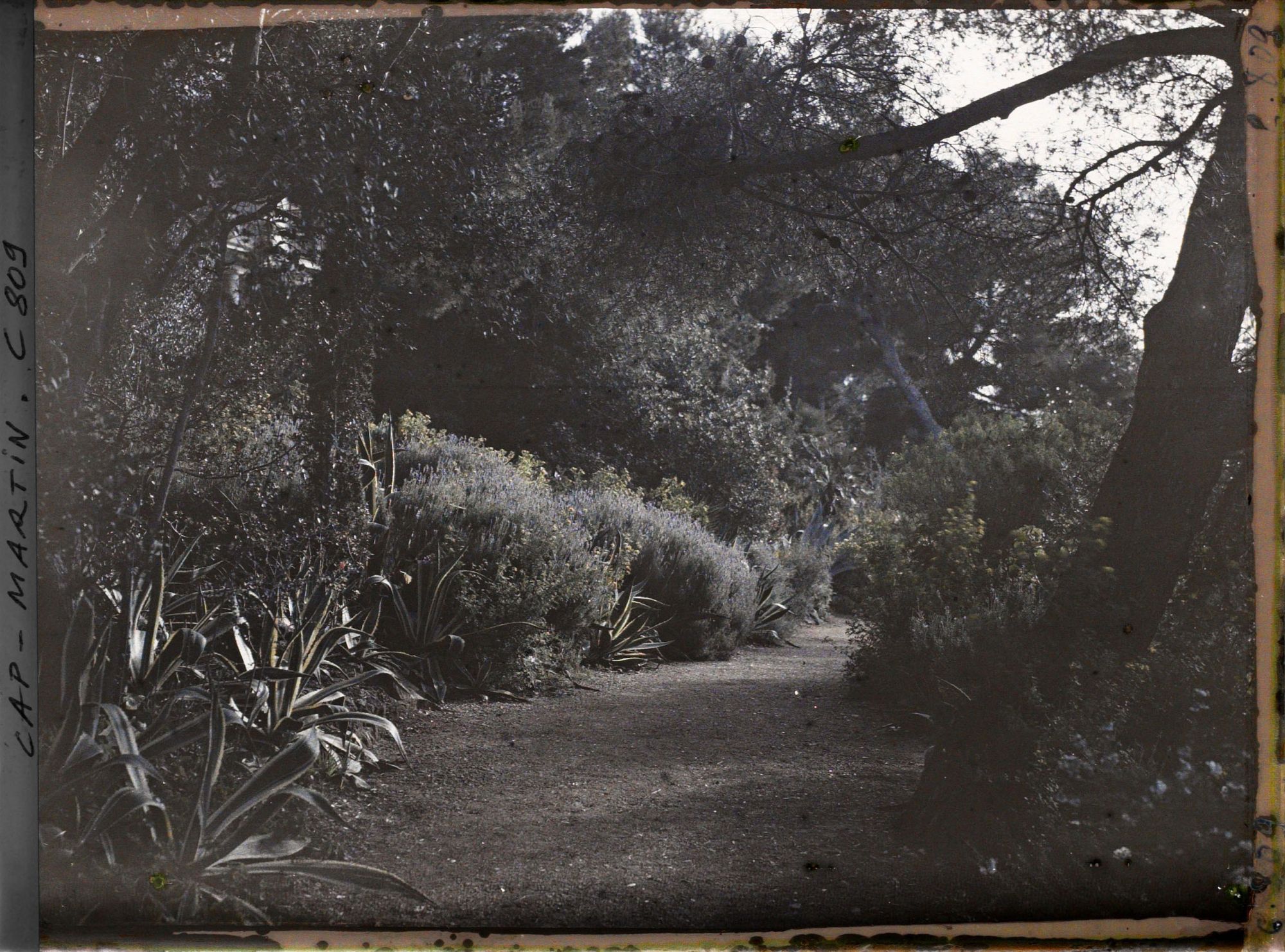 Image représentant Une allée du jardin