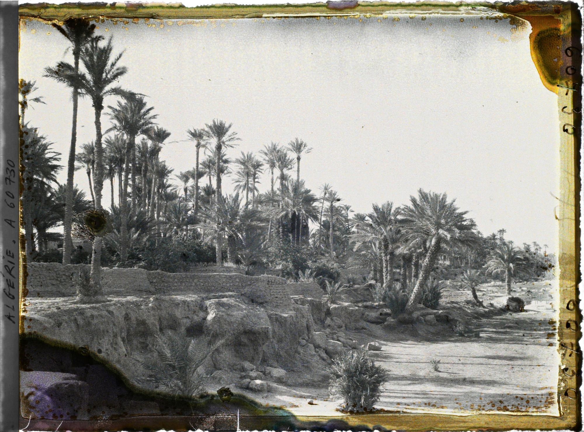 Image représentant Un autre aspect de la palmeraie