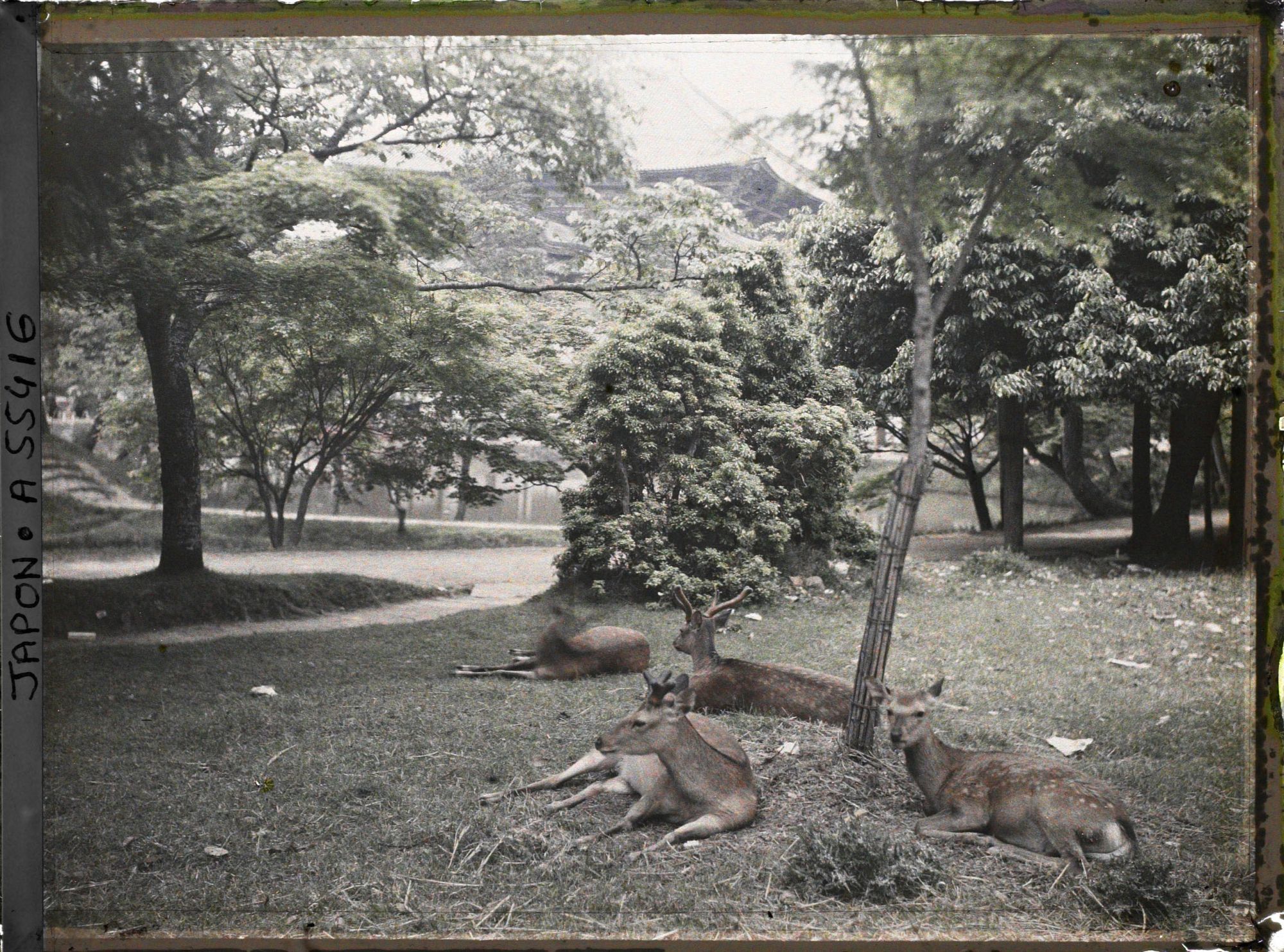 Image représentant Temple Tôdai-ji : Daims sacrés (shika) aux abords du Tôdai-ji