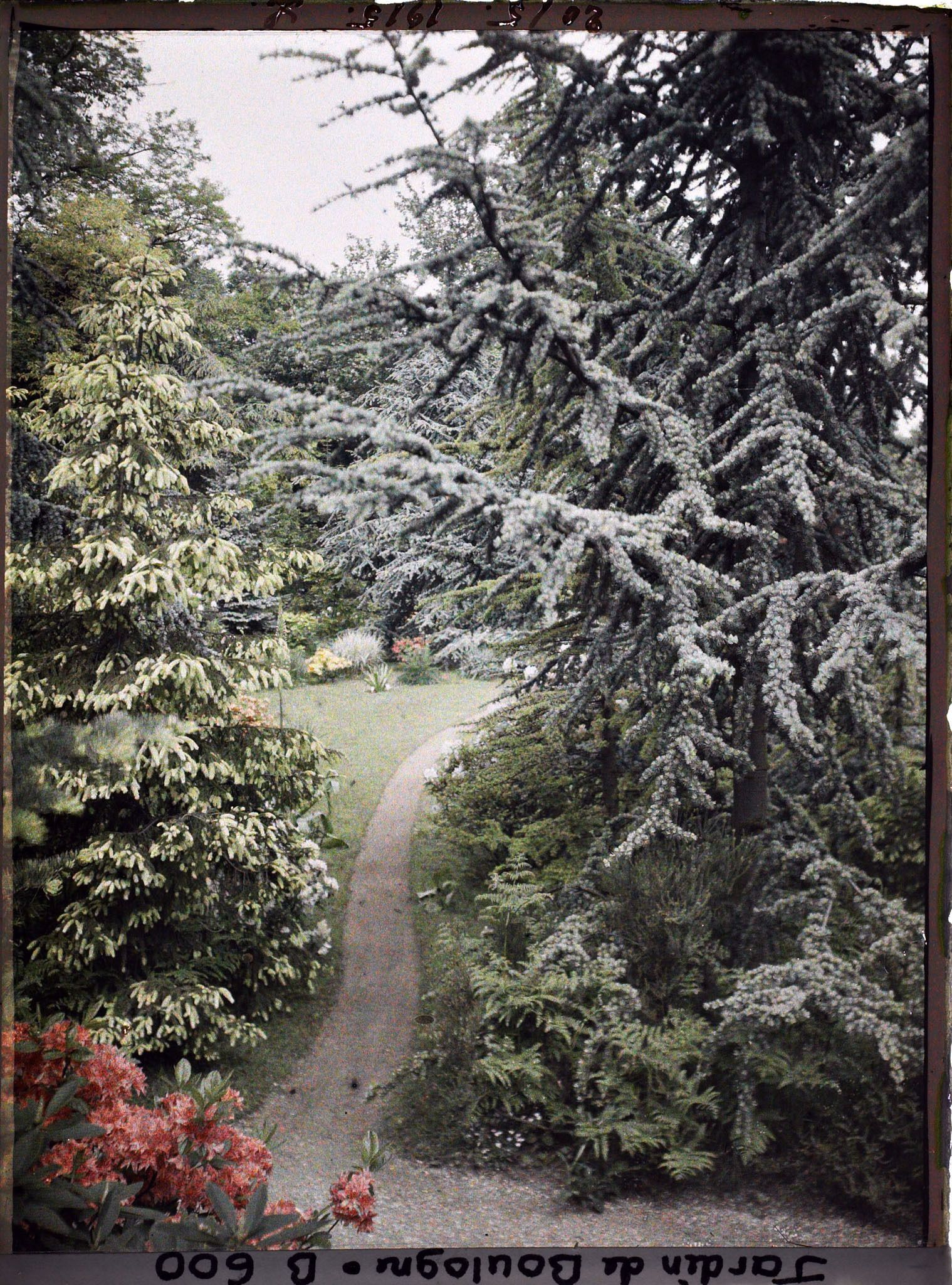 Image représentant Limite des forêts dorée et bleue