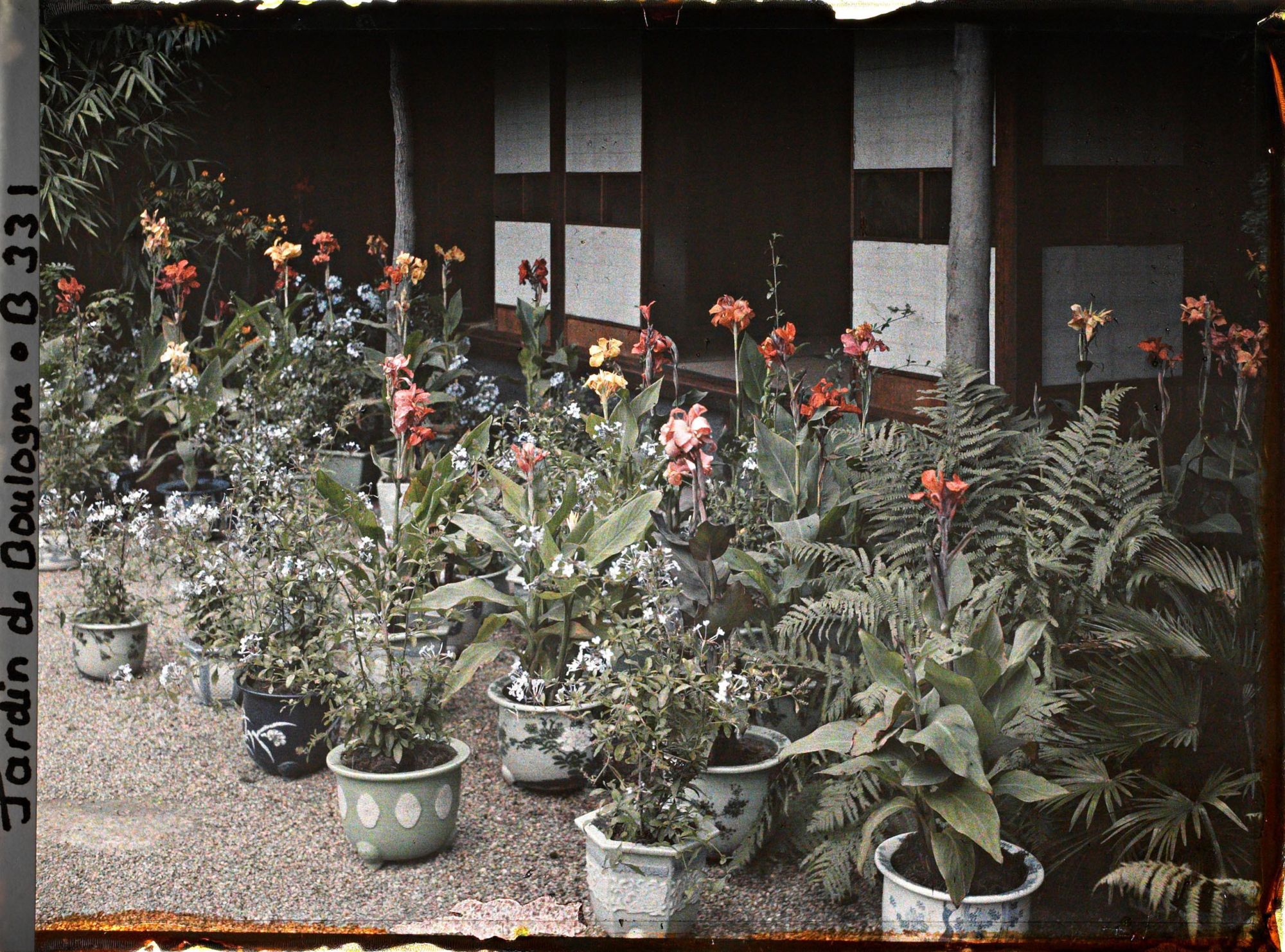 Image représentant Cannas et plumbagos en pots fleuris, devant la maison est du " village japonais "