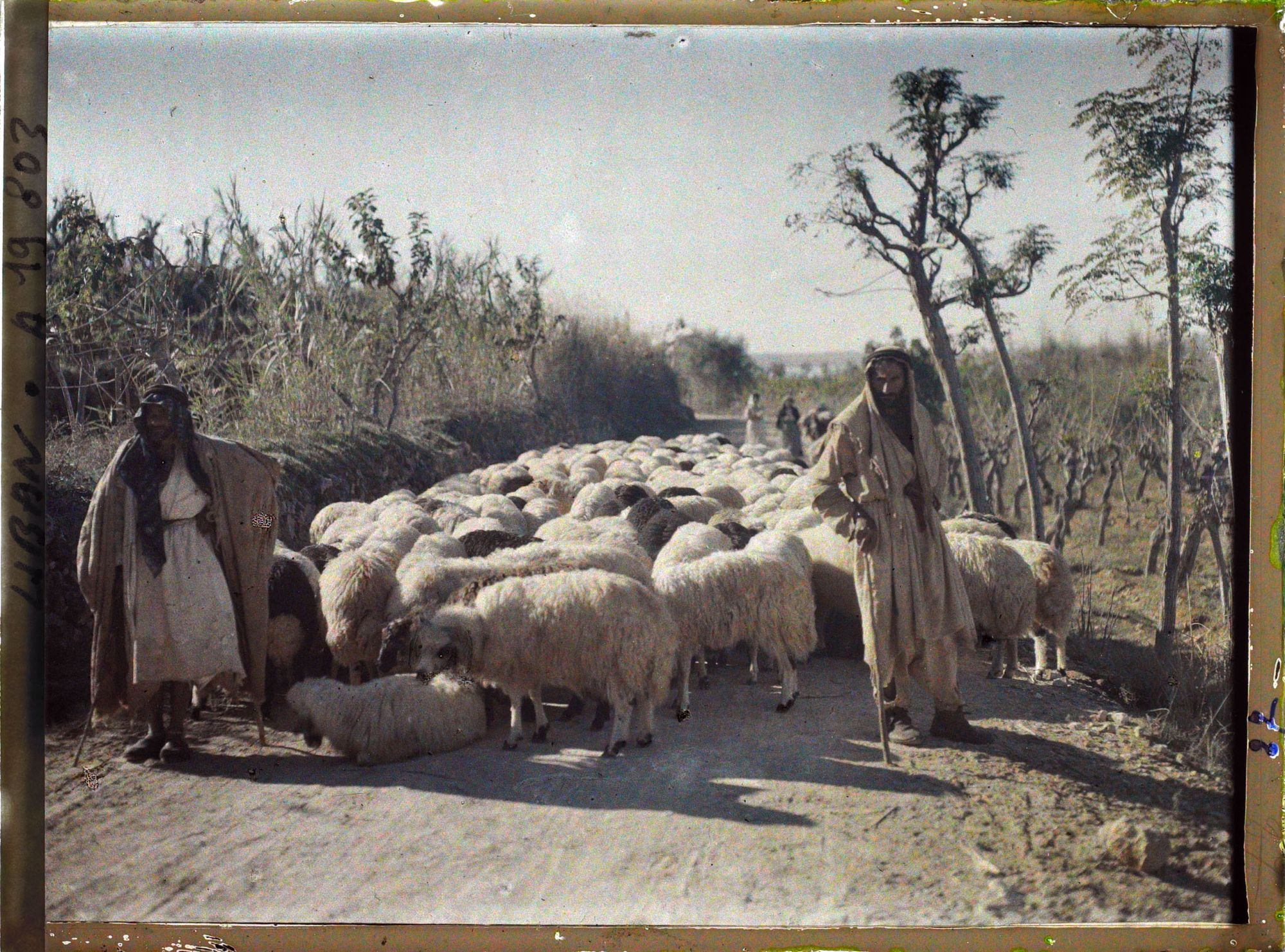 Image représentant Deux bergers et leur troupeau de moutons
