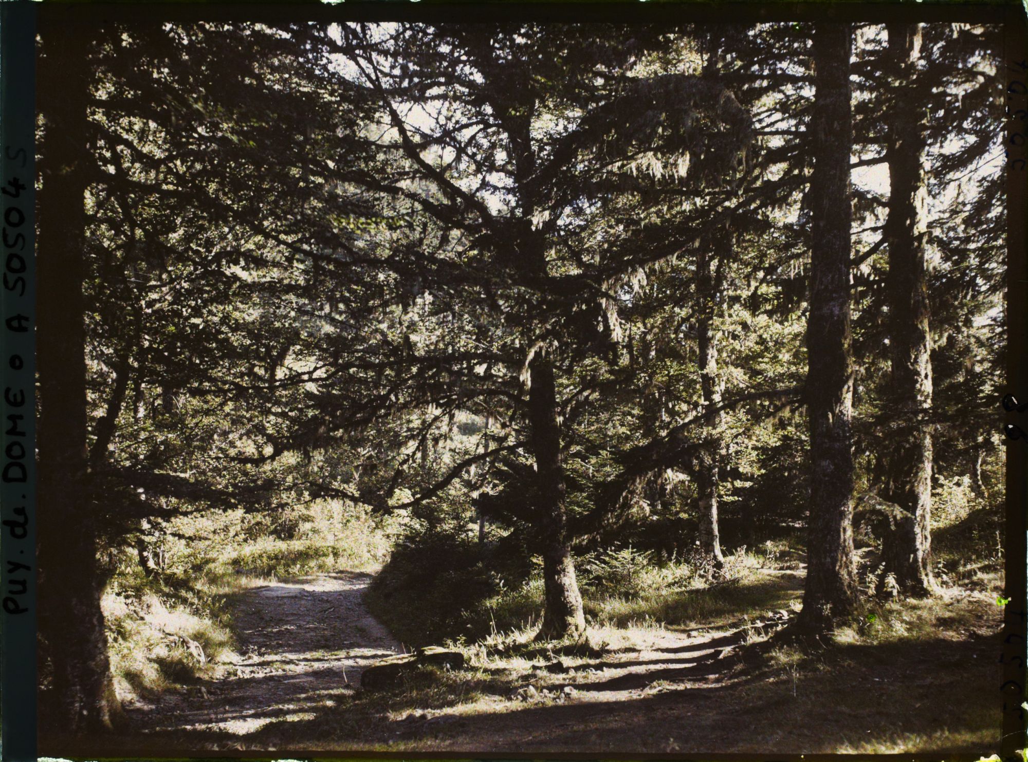 Image représentant France, Mont Dore, Sous bois près du Capucin