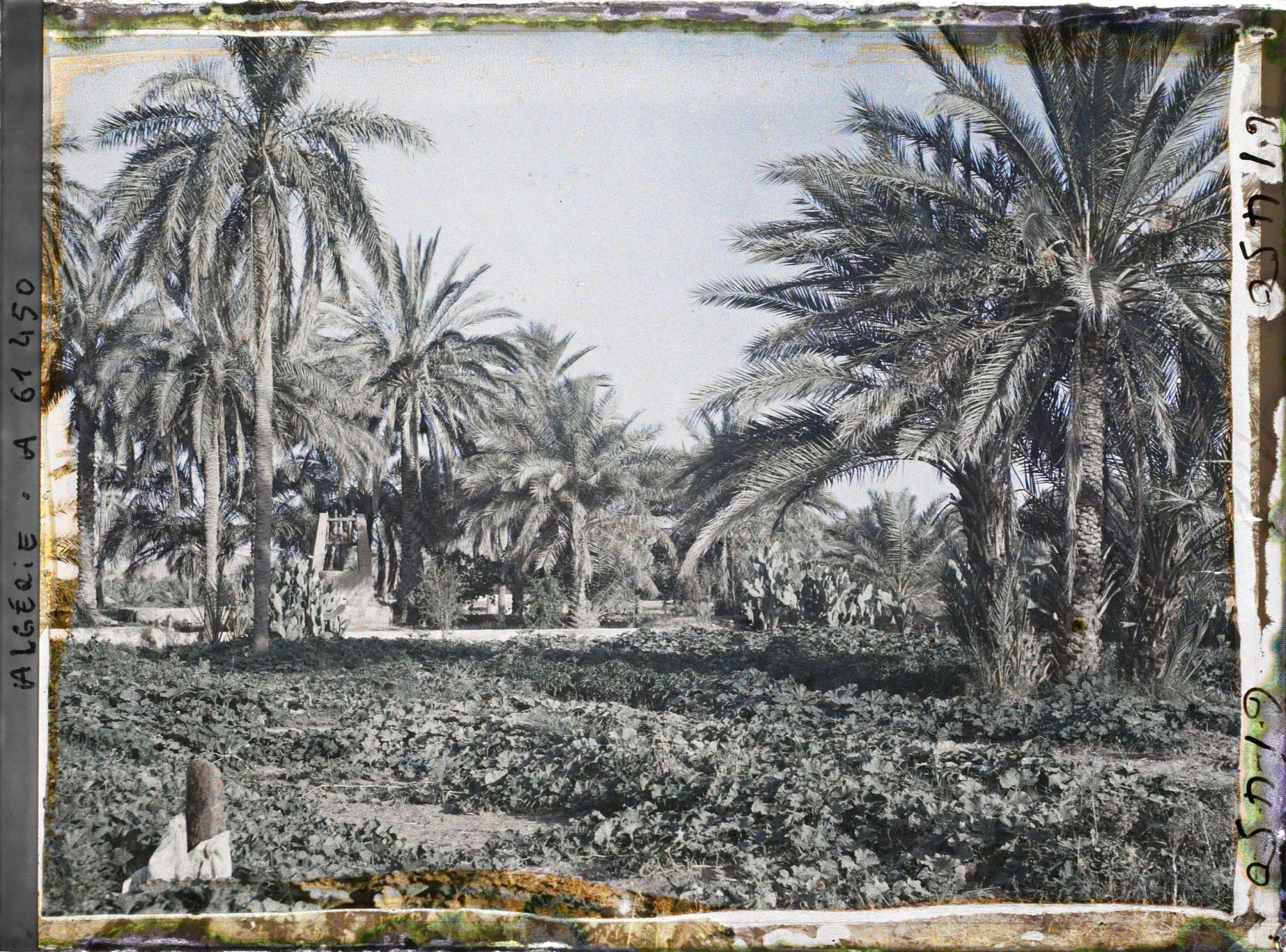 Image représentant Cultures de courgettes et de piments dans l'oasis