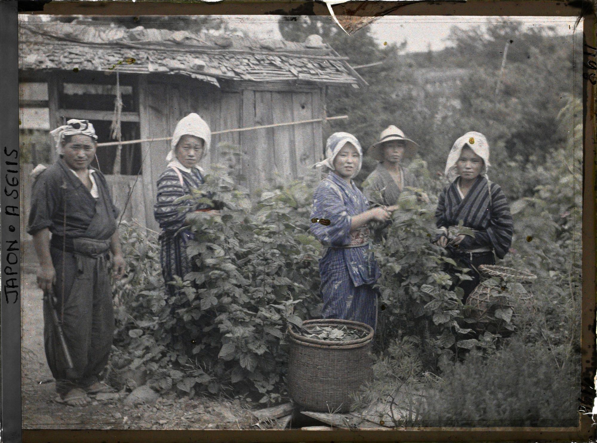 Image représentant La cueillette des feuilles de mûrier