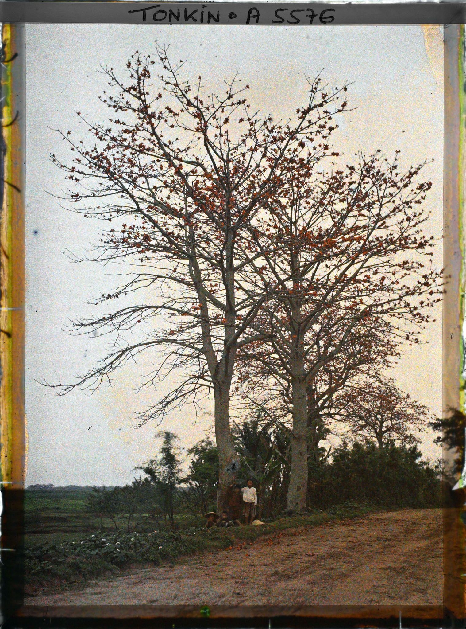 Image représentant Deux kapokiers (aussi appelés fromagers ou faux-cotonniers) en fleurs, au bord d'une route