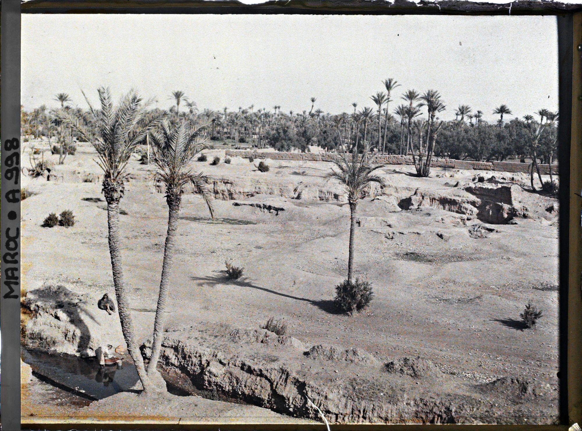 Image représentant La palmeraie