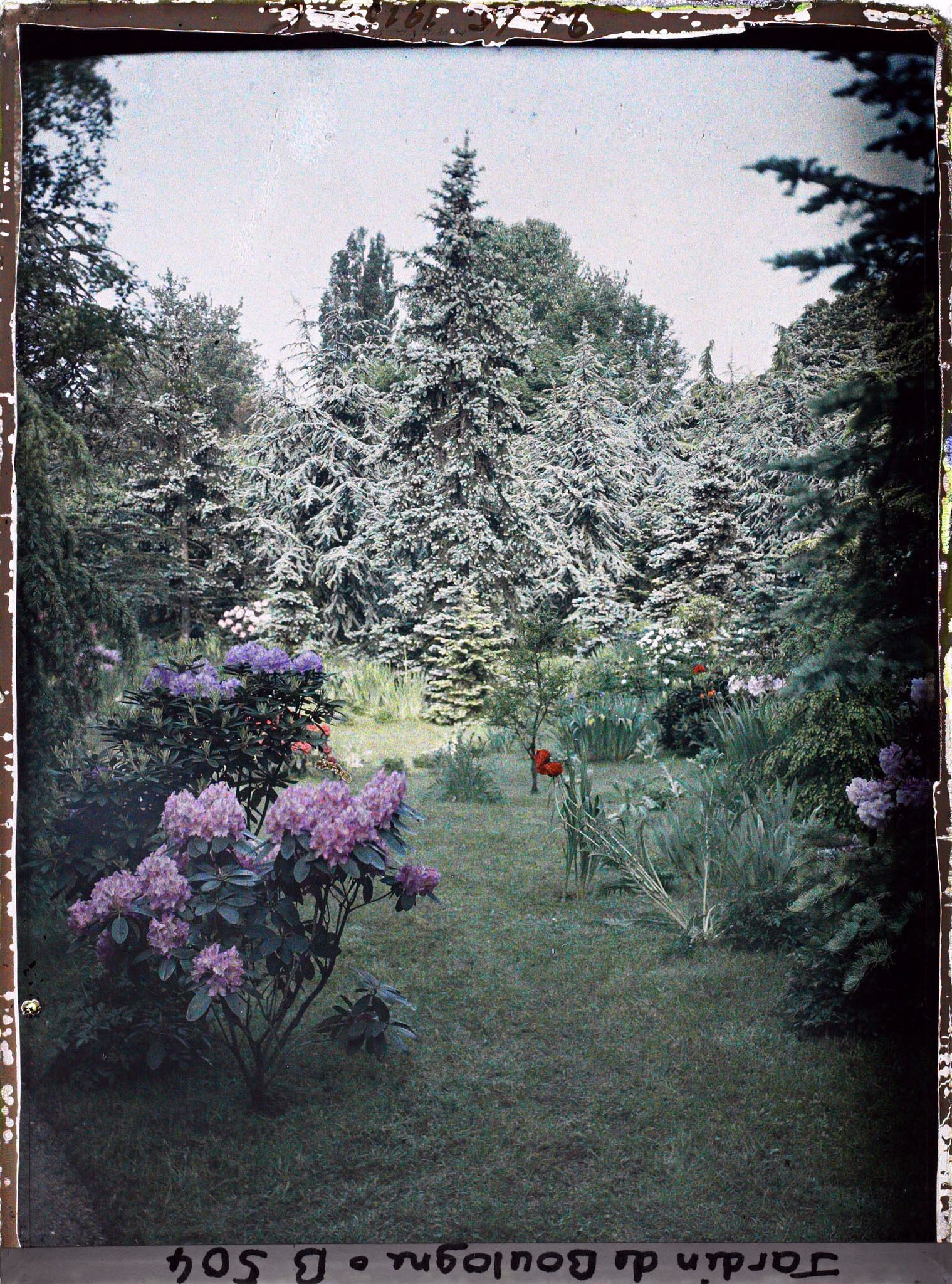 Image représentant Parterres d'azalées en fleurs au coeur de la forêt bleue