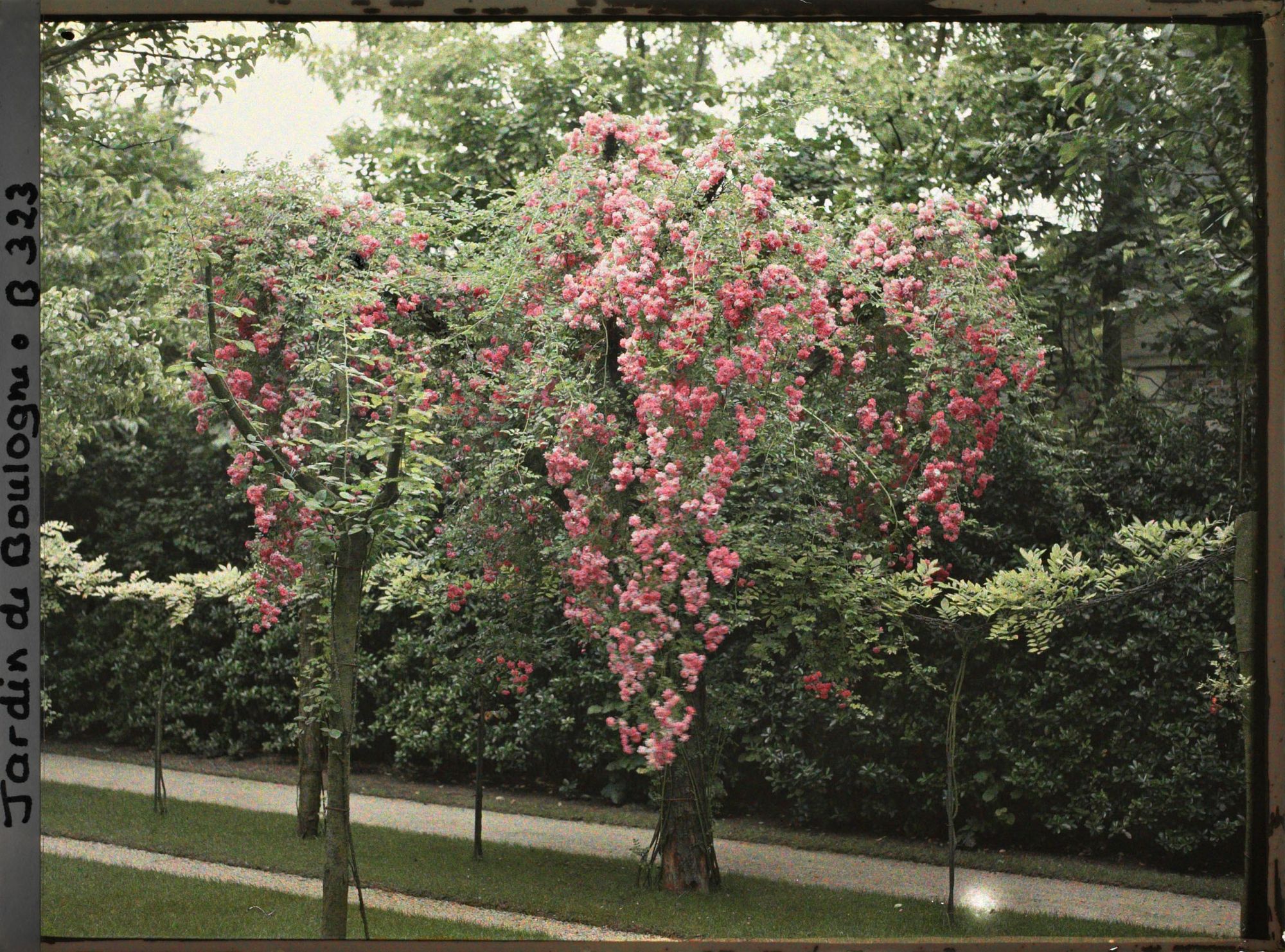 Image représentant Arbres fruitiers ornés de cascades de roses, face à la dépendance qui jouxte le verger-roseraie
