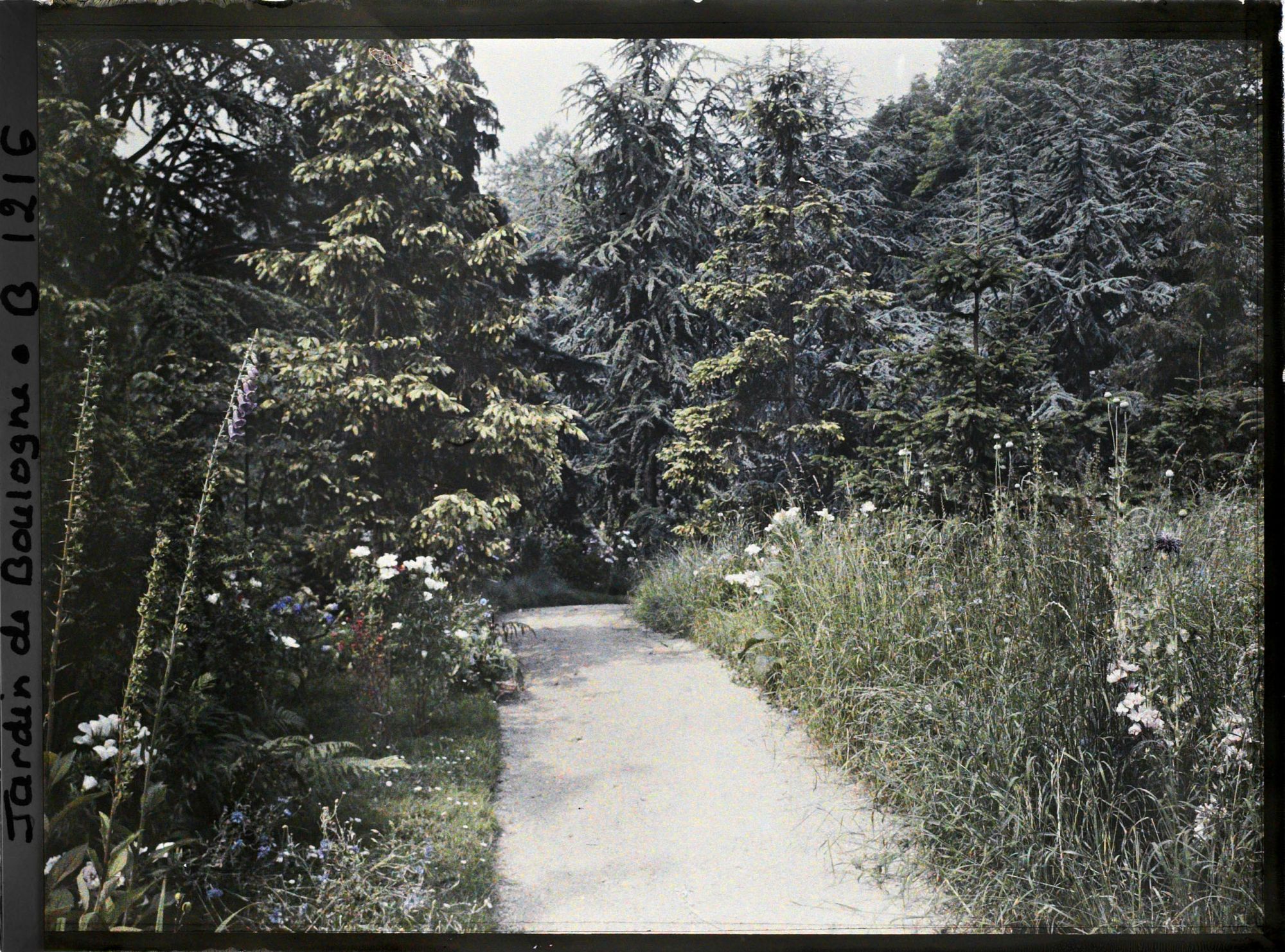 Image représentant La prairie, la forêt dorée et la forêt bleue