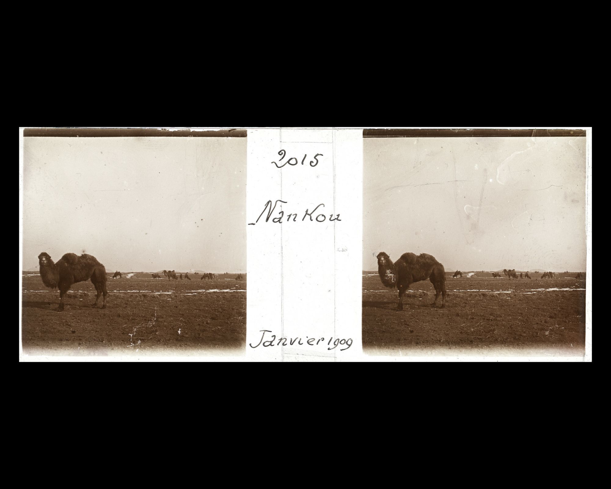 Image représentant Un troupeau de chameaux entre Nankou et Ming Shisanling ("Treize Tombeaux des Ming")