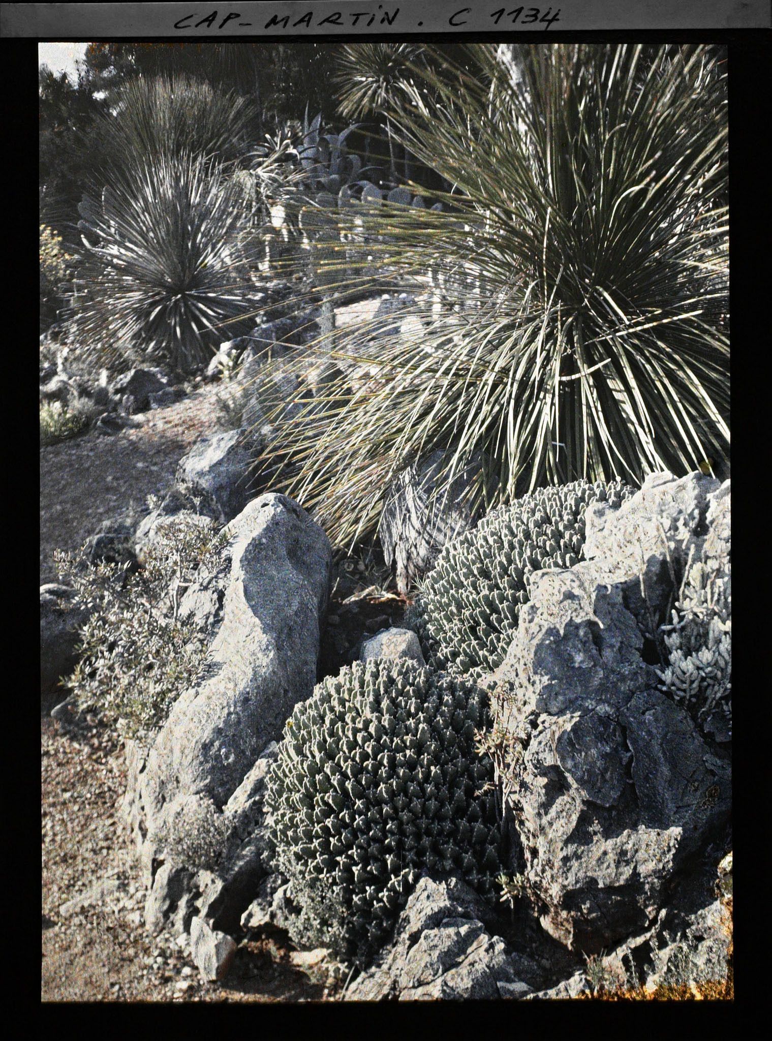 Image représentant le Jardin