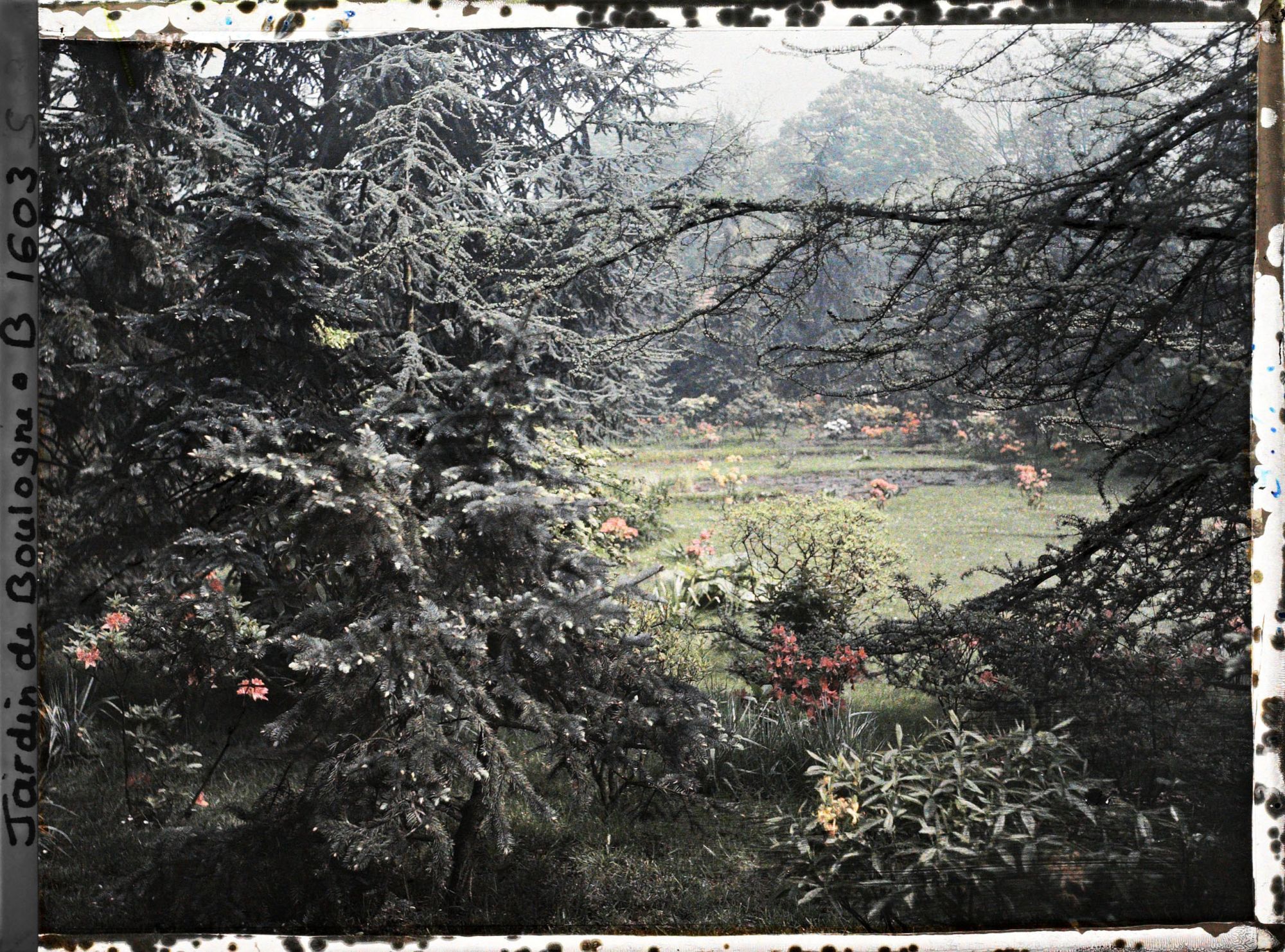 Image représentant Espace du marais en fleurs vu en direction du nord, entre deux arbres de la forêt bleue