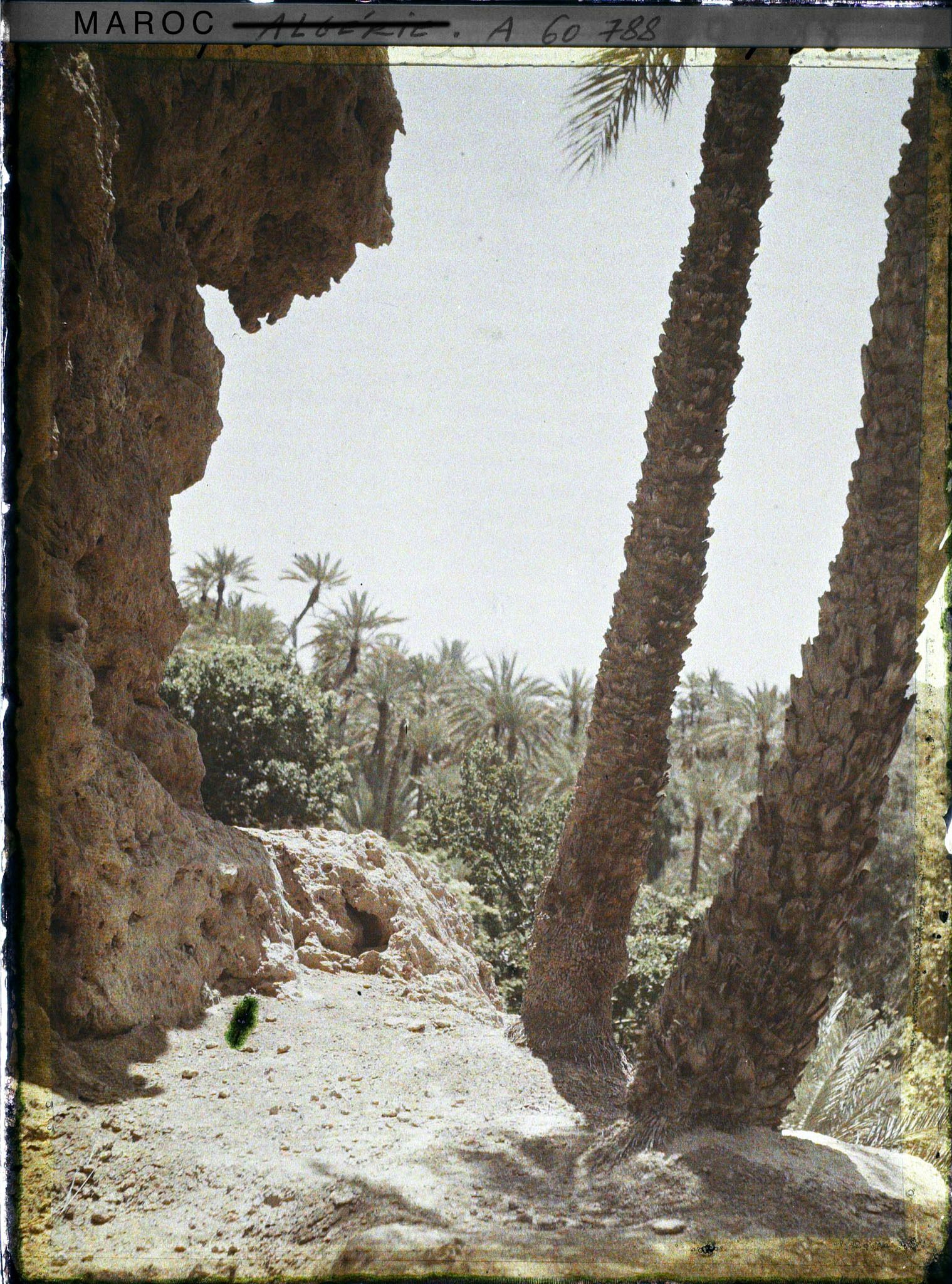 Image représentant Contre -jour sur la palmeraie
