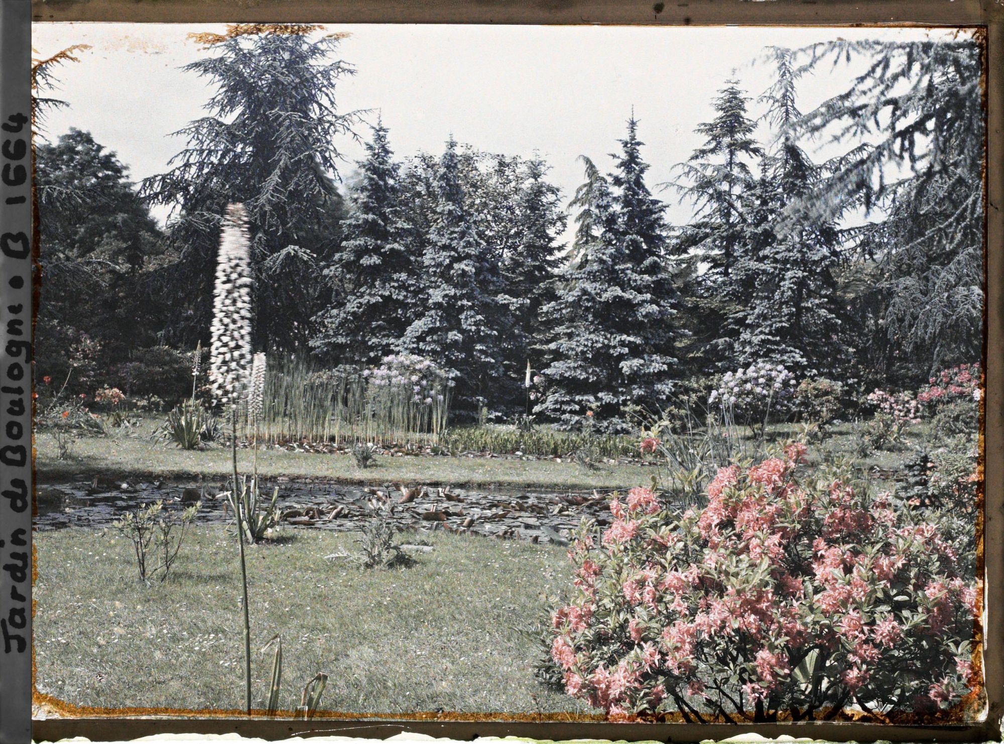 Image représentant Eremurus et azalée en fleurs situés près des "étangs", au sud-est du marais, vu en direction du nord
