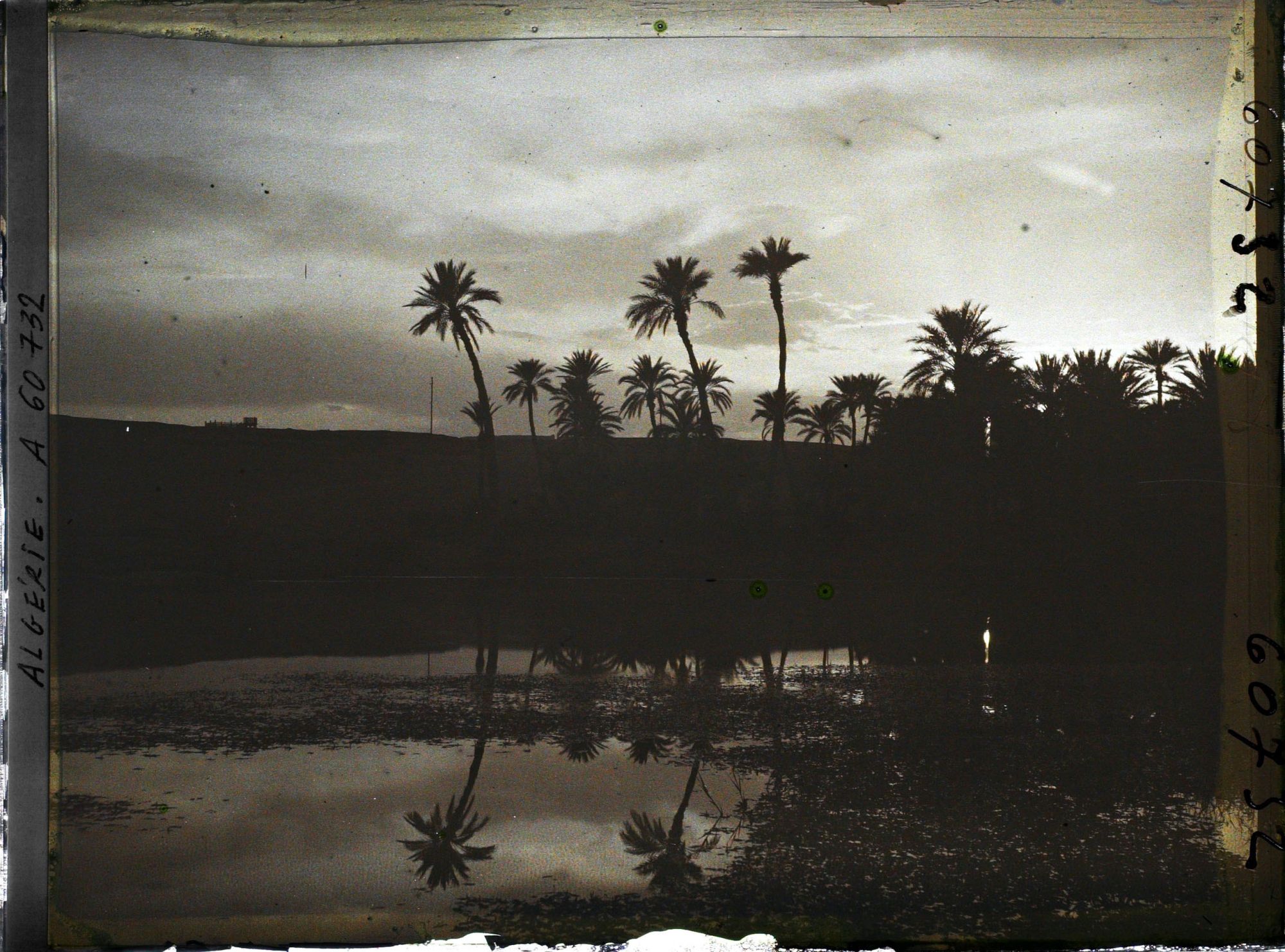 Image représentant Effet de lumière dans la palmeraie, le soir
