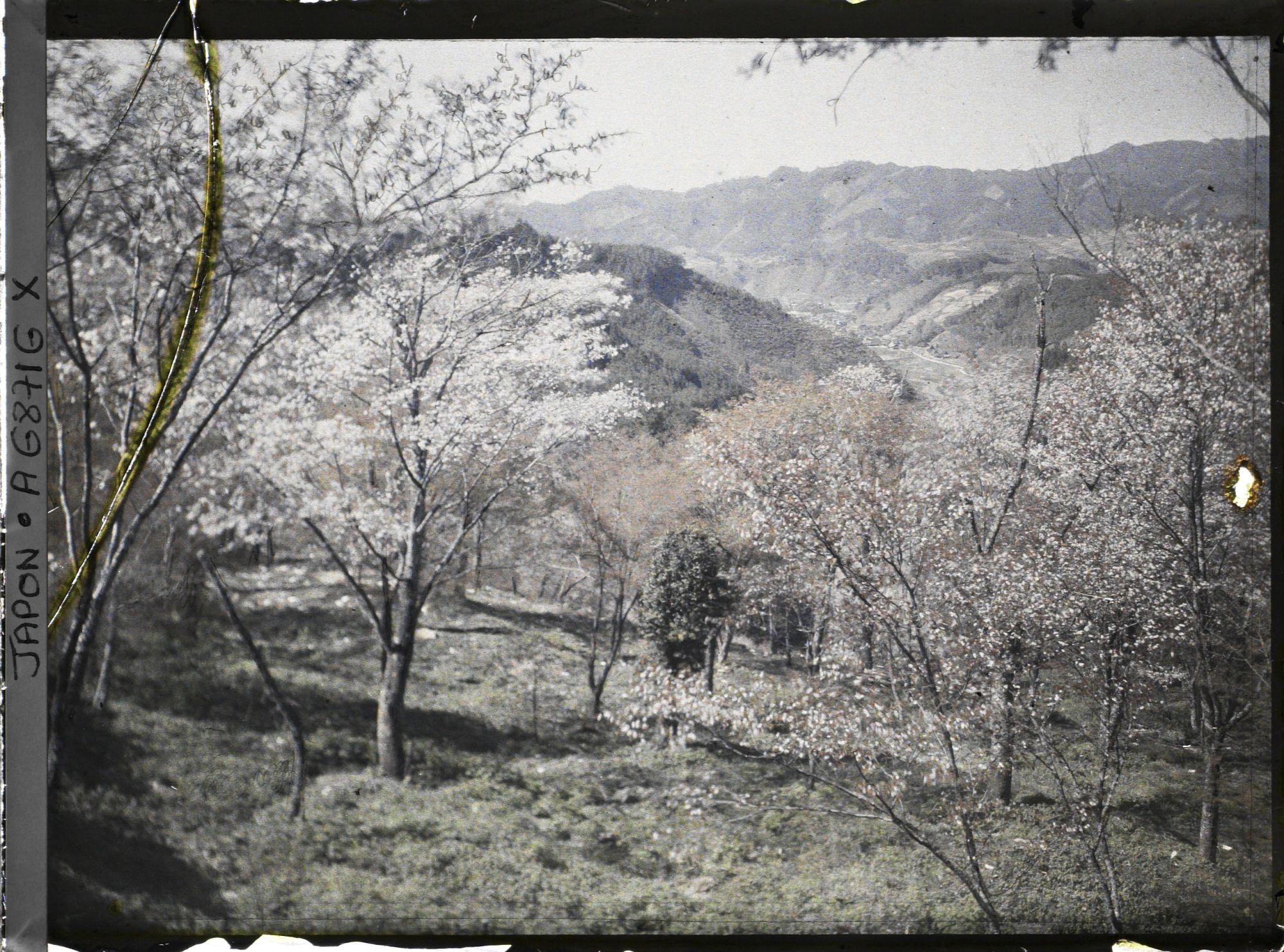 Image représentant Collines et cerisiers en fleurs