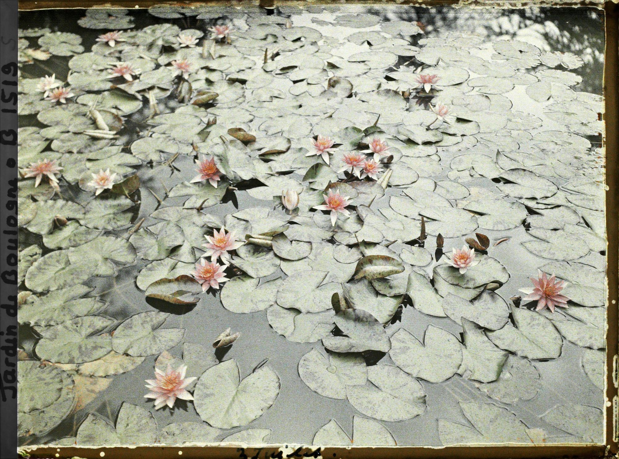Image représentant Nénuphars roses