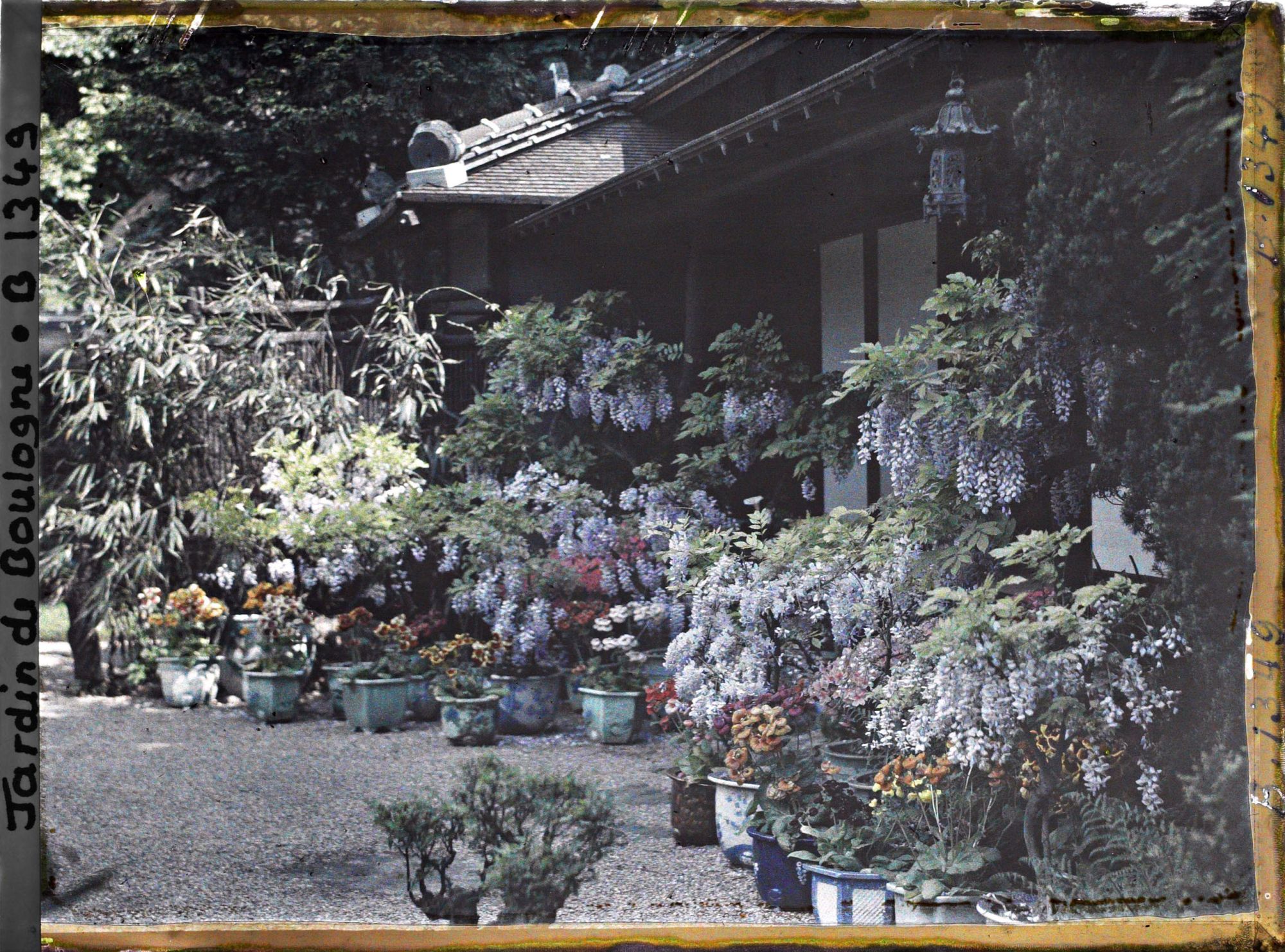 Image représentant Glycines, azalées et calcéolaires en pots fleuries, devant la maison est du " village japonais "