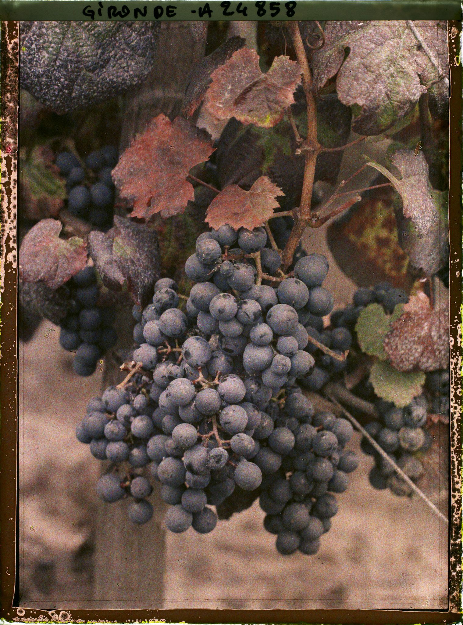 Image représentant Cépage dit Merlot