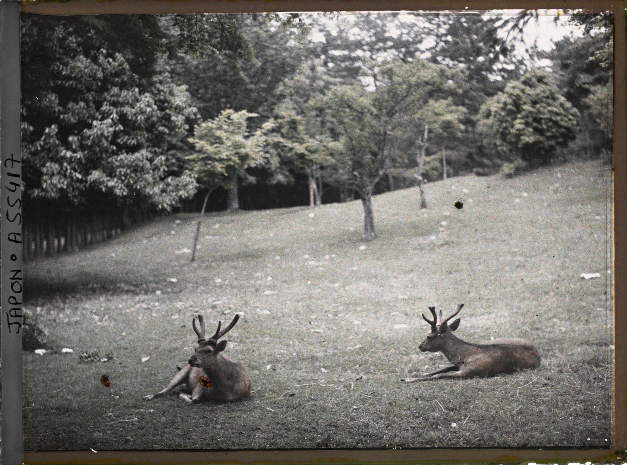 Image représentant Le Nara-koen (parc de Nara), daims sacrés (shika)
