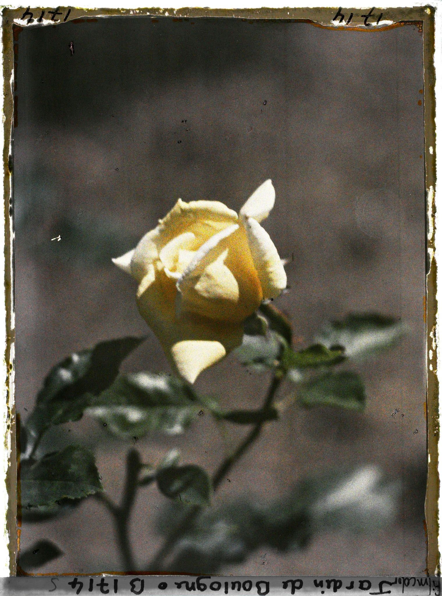 Image représentant Bouton de rose jaune