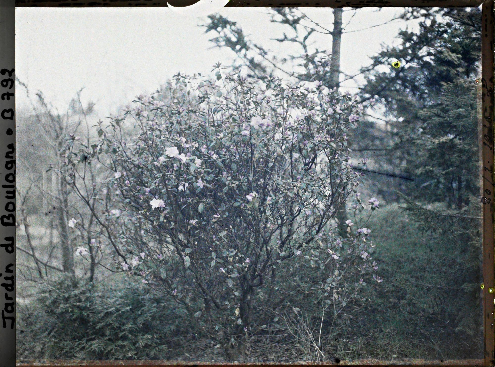Image représentant Arbuste en fleur planté sur un talus, à la limite du " sanctuaire japonais " et du verger-roseraie