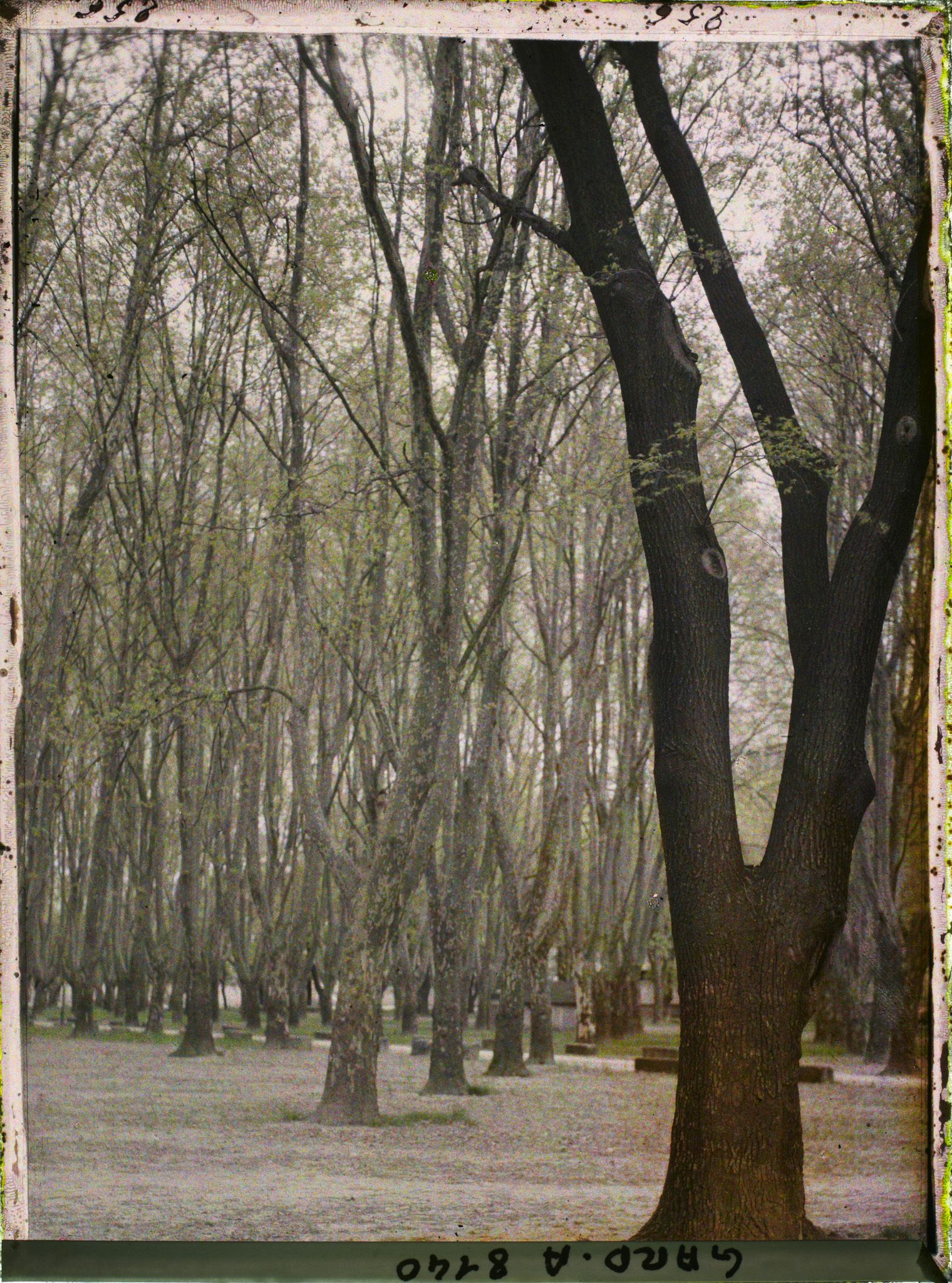 Image représentant Le champ de foire