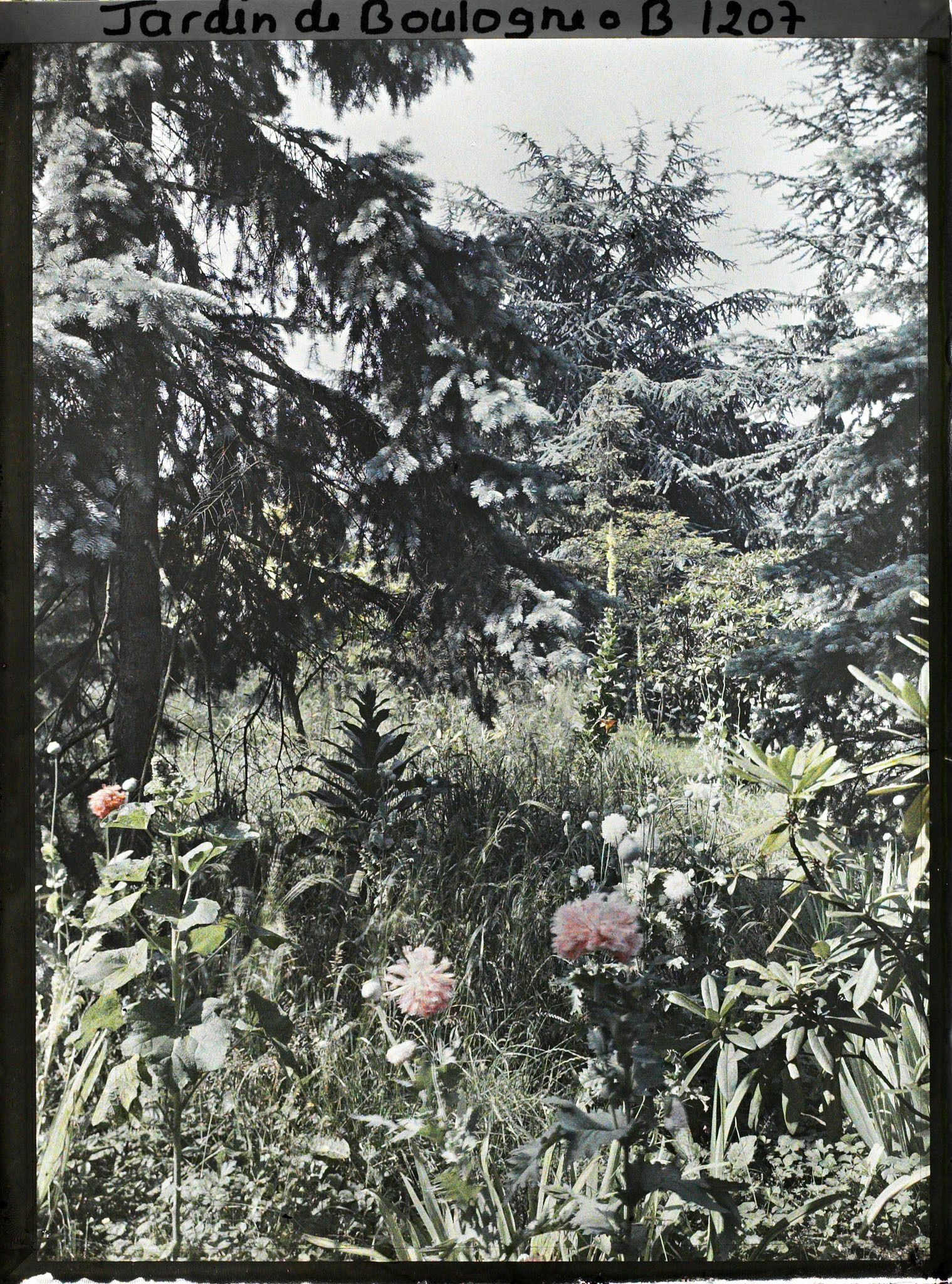 Image représentant La forêt bleue à proximité du marais