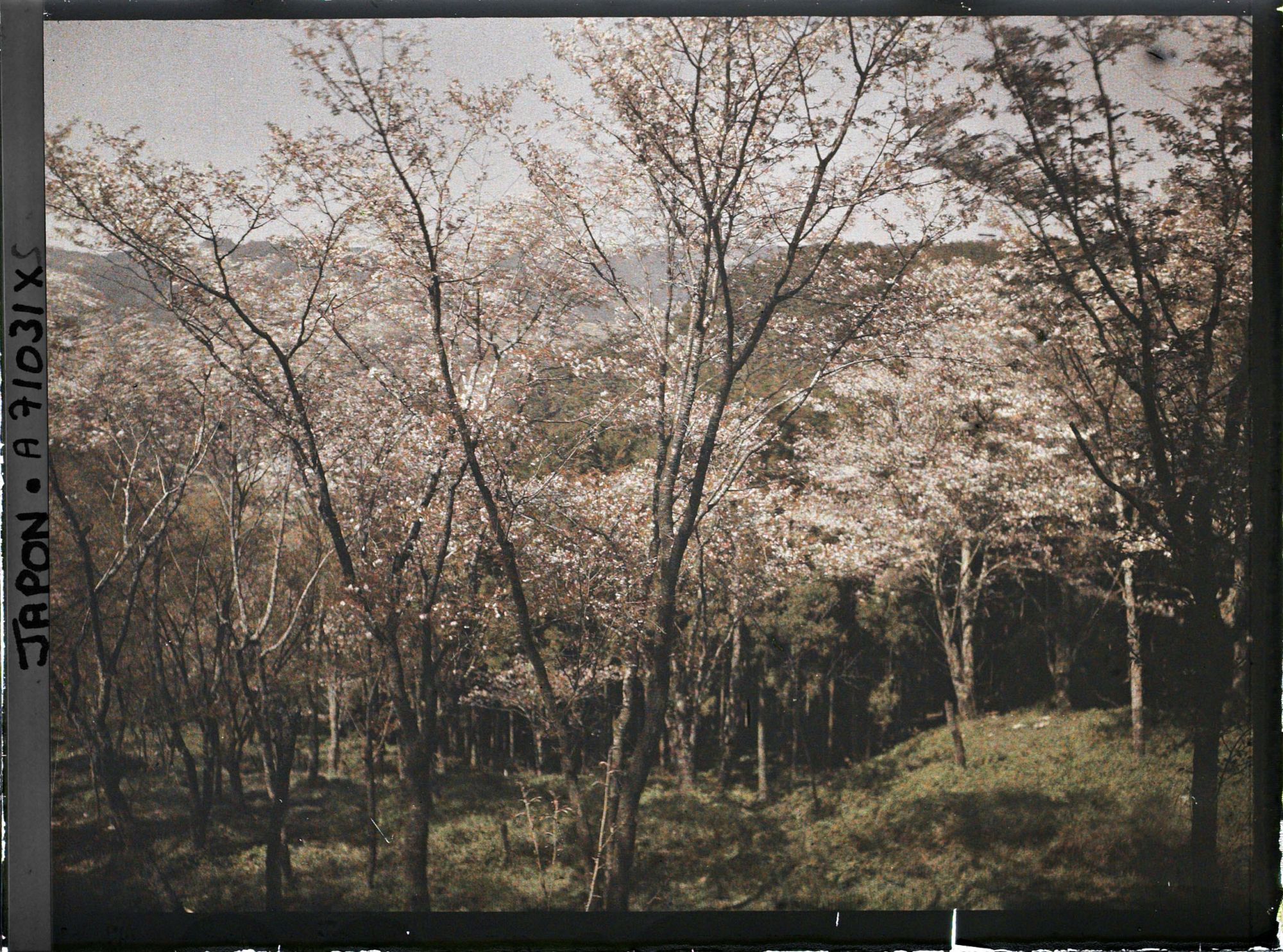 Image représentant Collines et cerisiers en fleurs