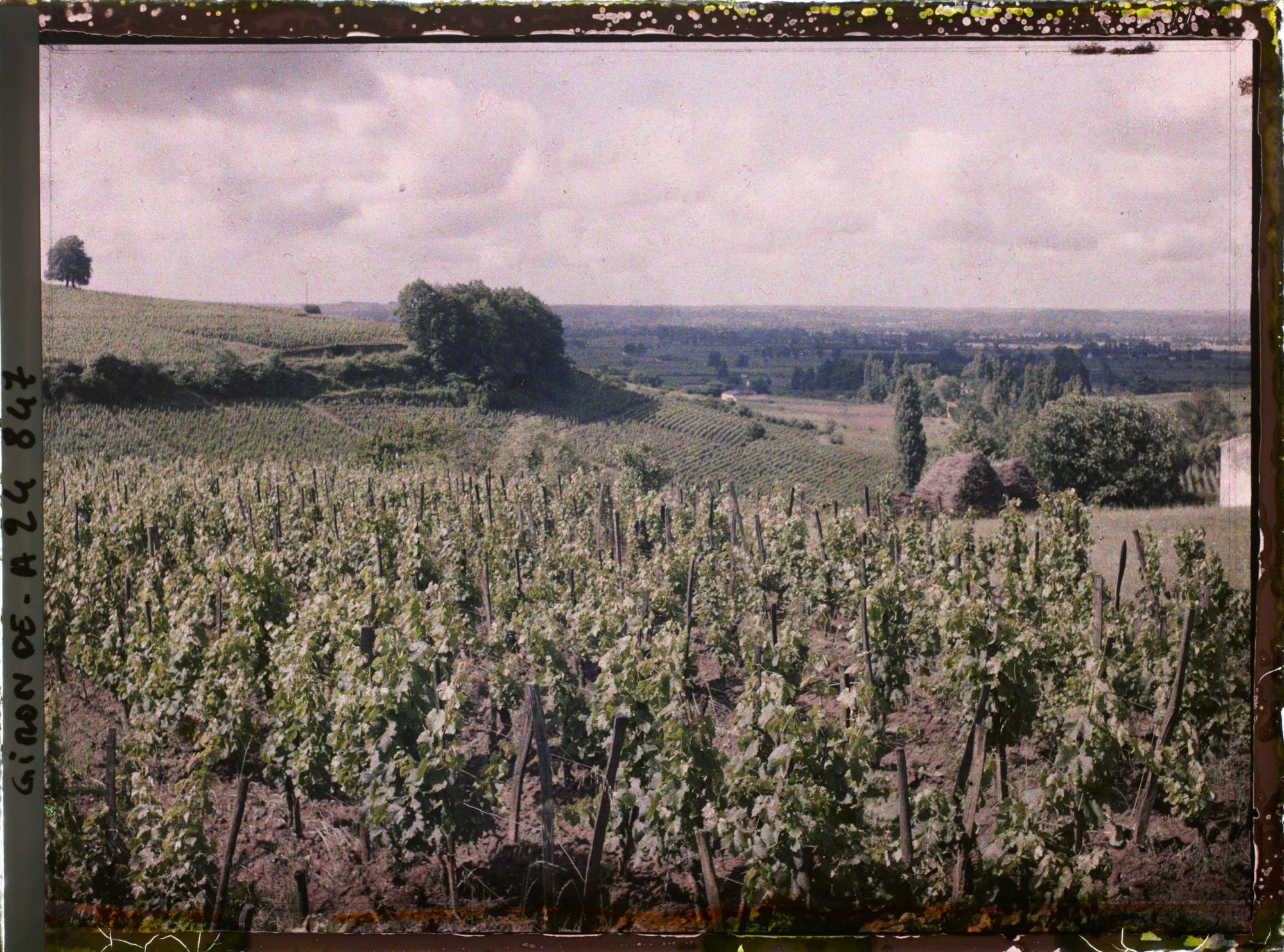 Image représentant Vue sur les vignobles